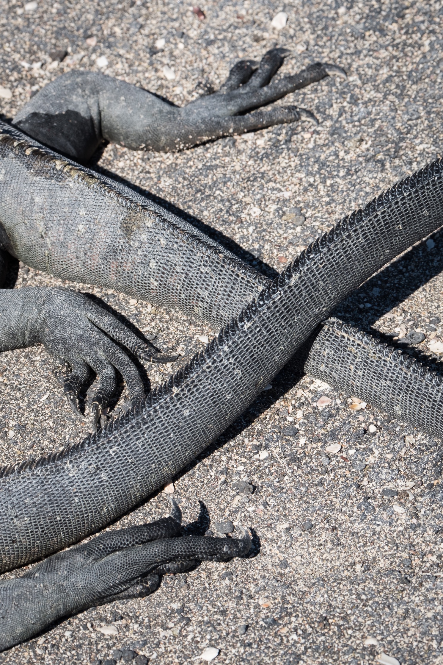  Two Galapagos Marine Iguanas bask in the sun on Isla Fernandina. 