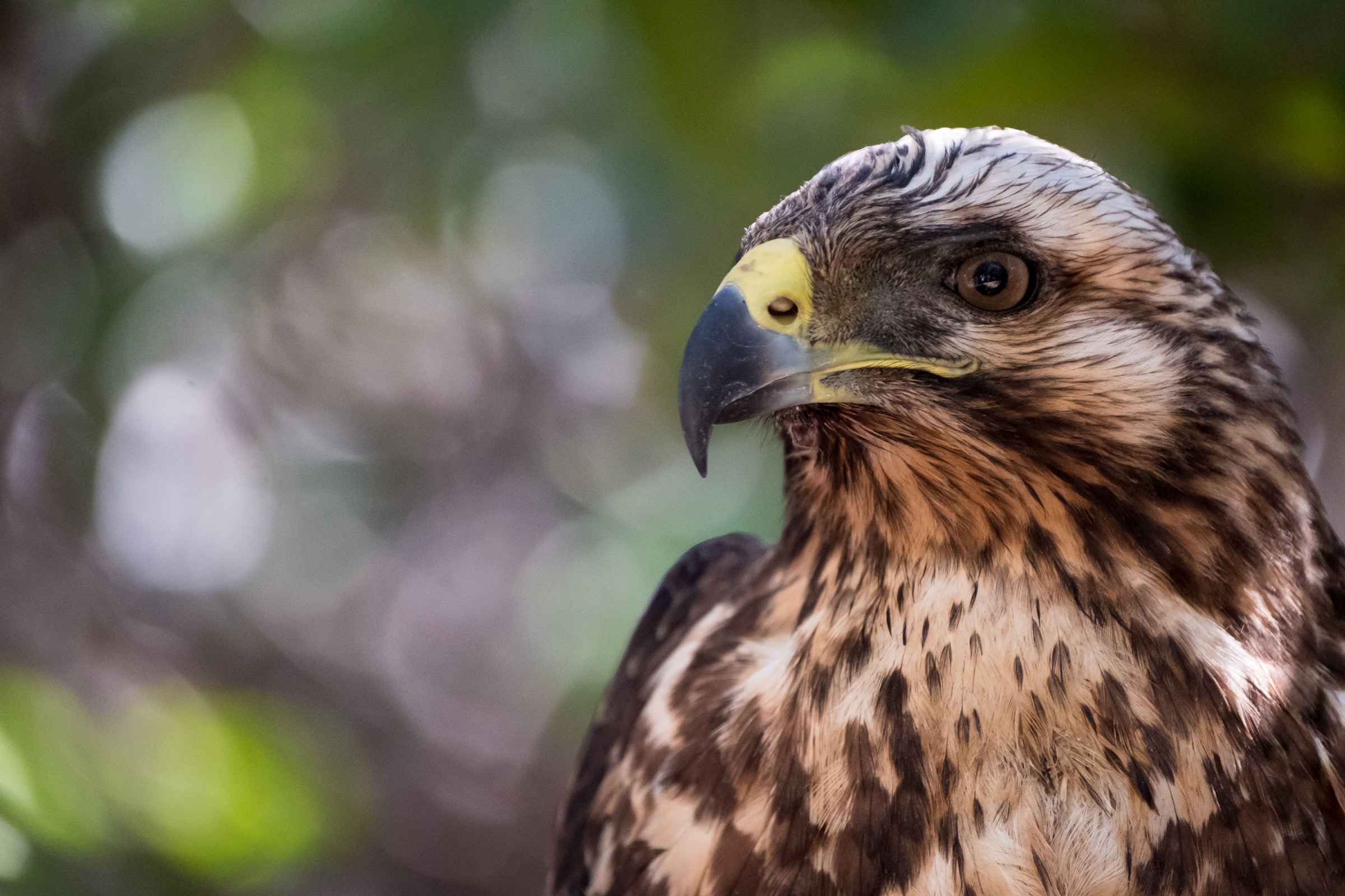  A Galapagos Hawk on Isla Fernandina. 