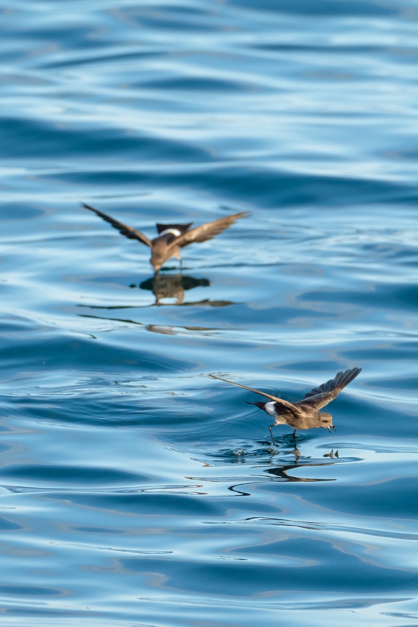 These White-vented Storm-petrels seemed to "jump" on the water near our boat at dawn.