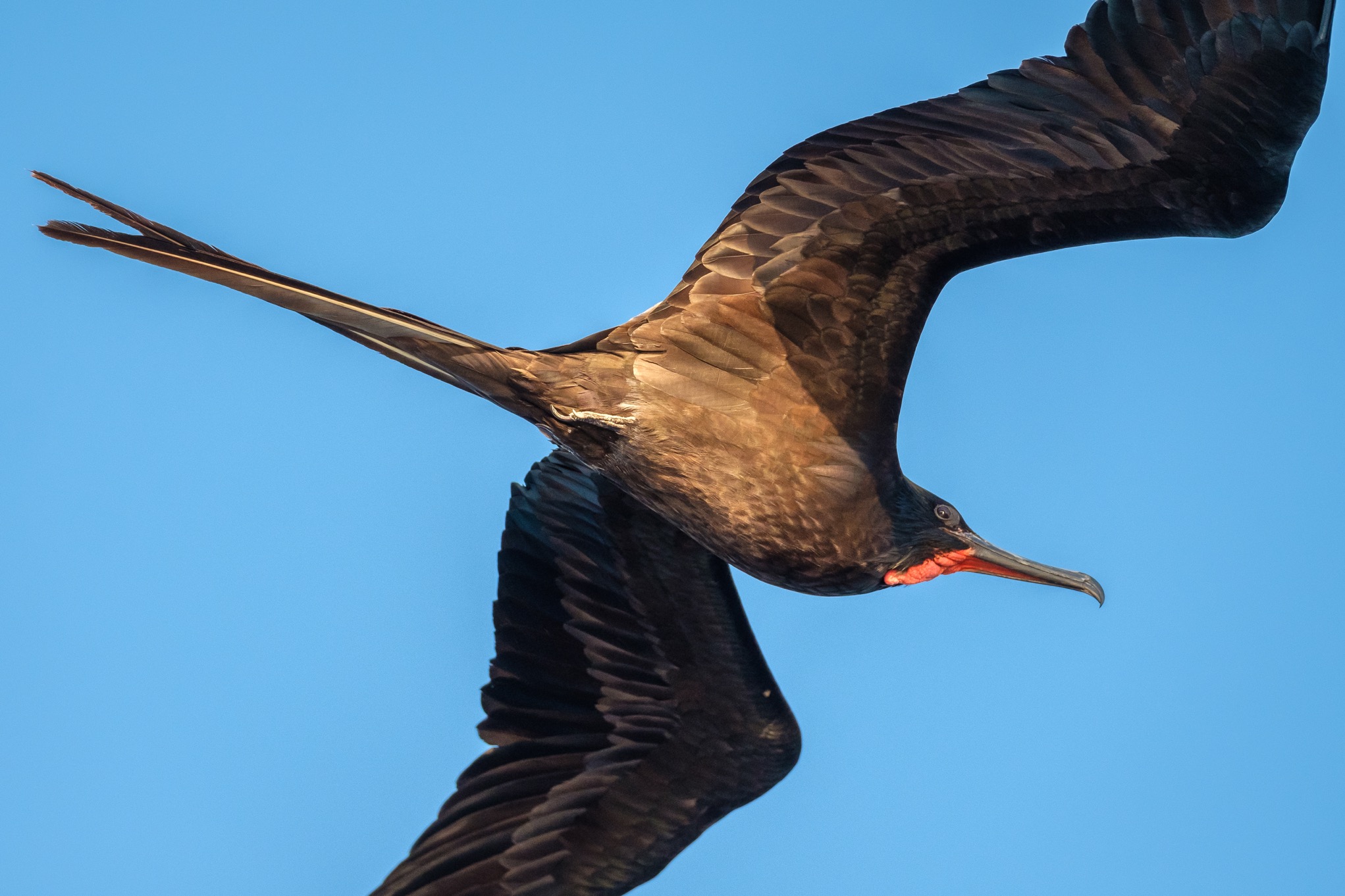 At dusk, this male frigatebird coasted near the mast of our boat for hours.