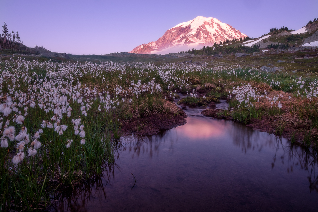 Cottongrass fills a meadow beneath Mount Rainier at sunset.