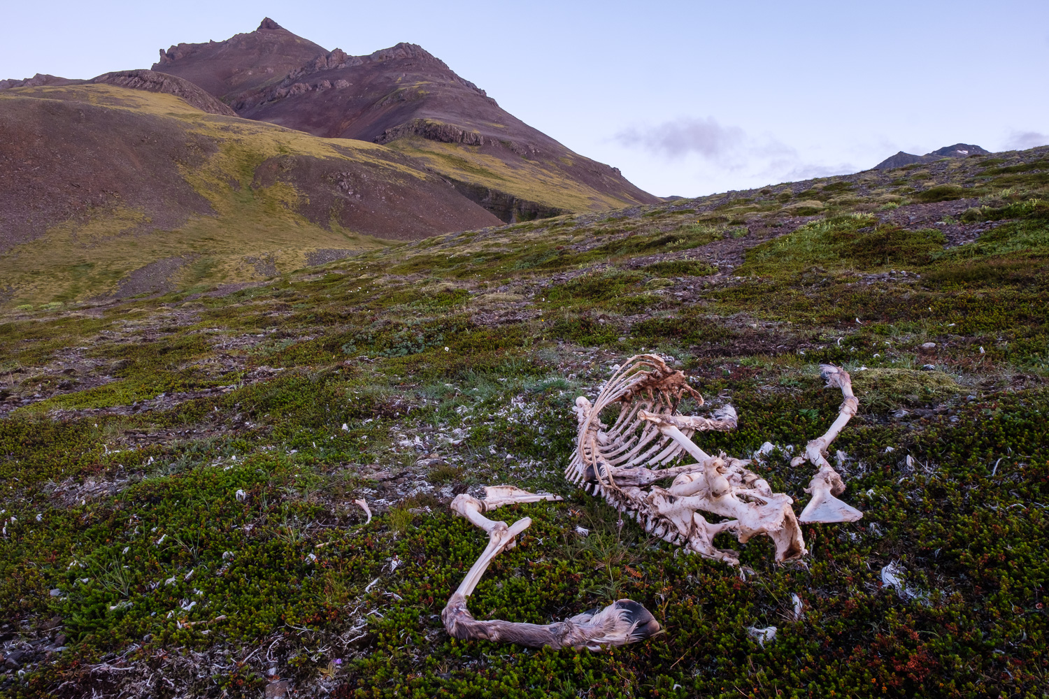  A goat skeleton near where Becca and I made dinner, on the Ring Road south of Laekjavik 