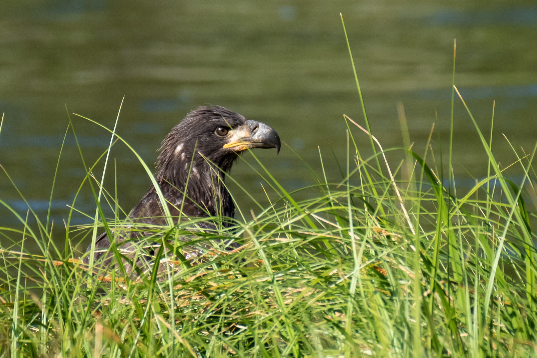 A Golden Eagle on the Madison River, Yellowstone NP 