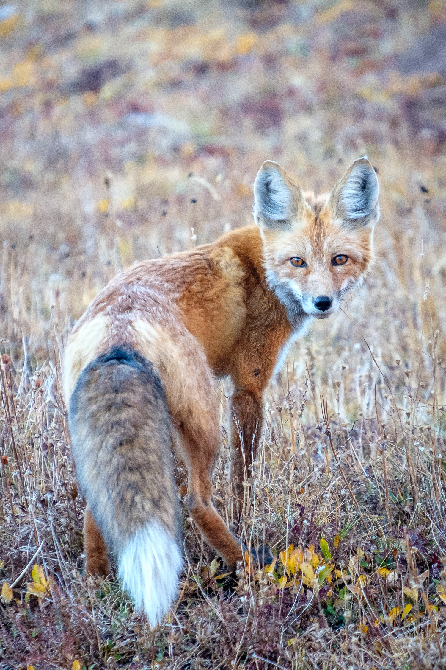 Eric spotted this gorgeous fox at our camp above Snowmass Lake 