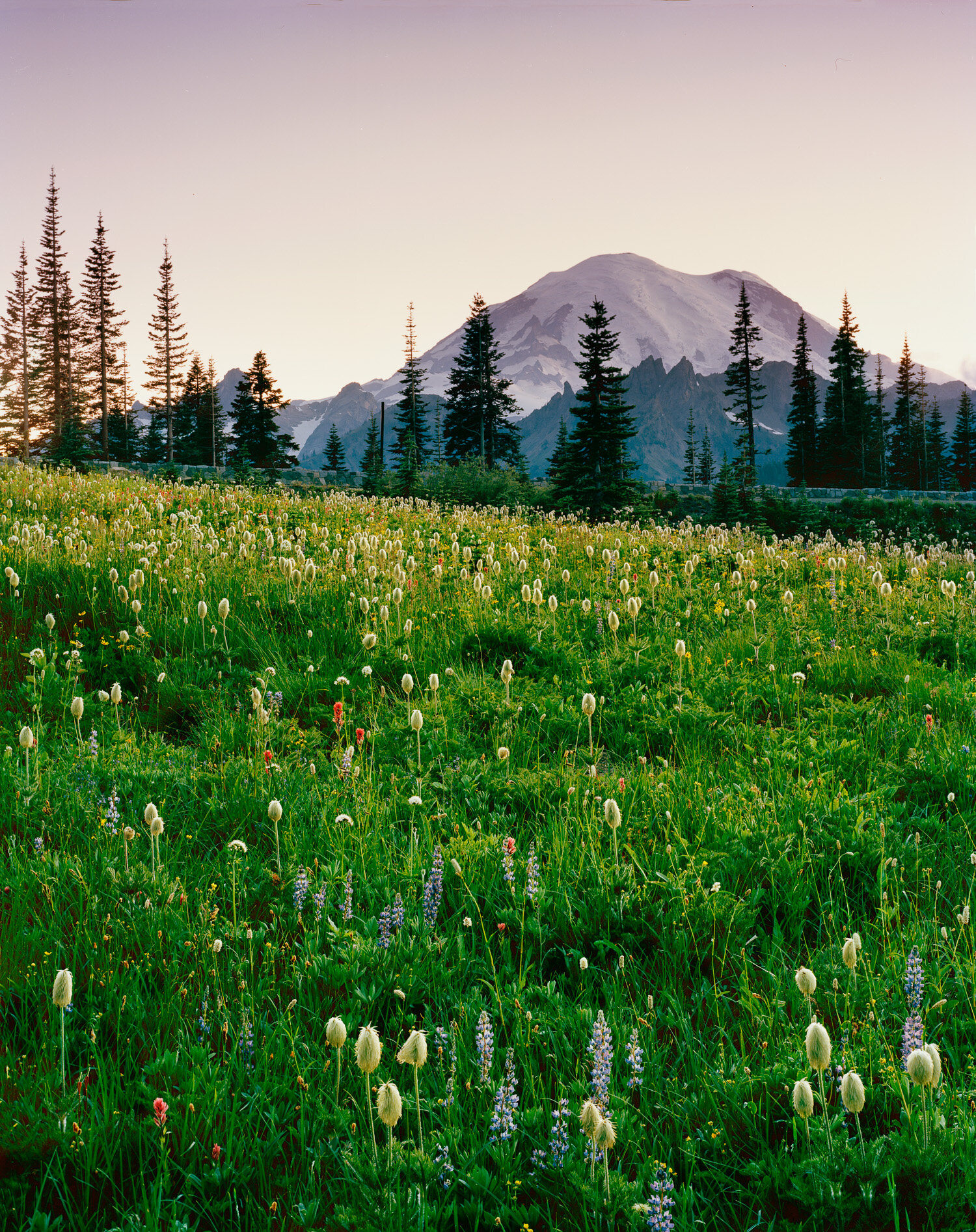  Mount Rainier from Tipsoo Lake, with flowers. Ektar 100 