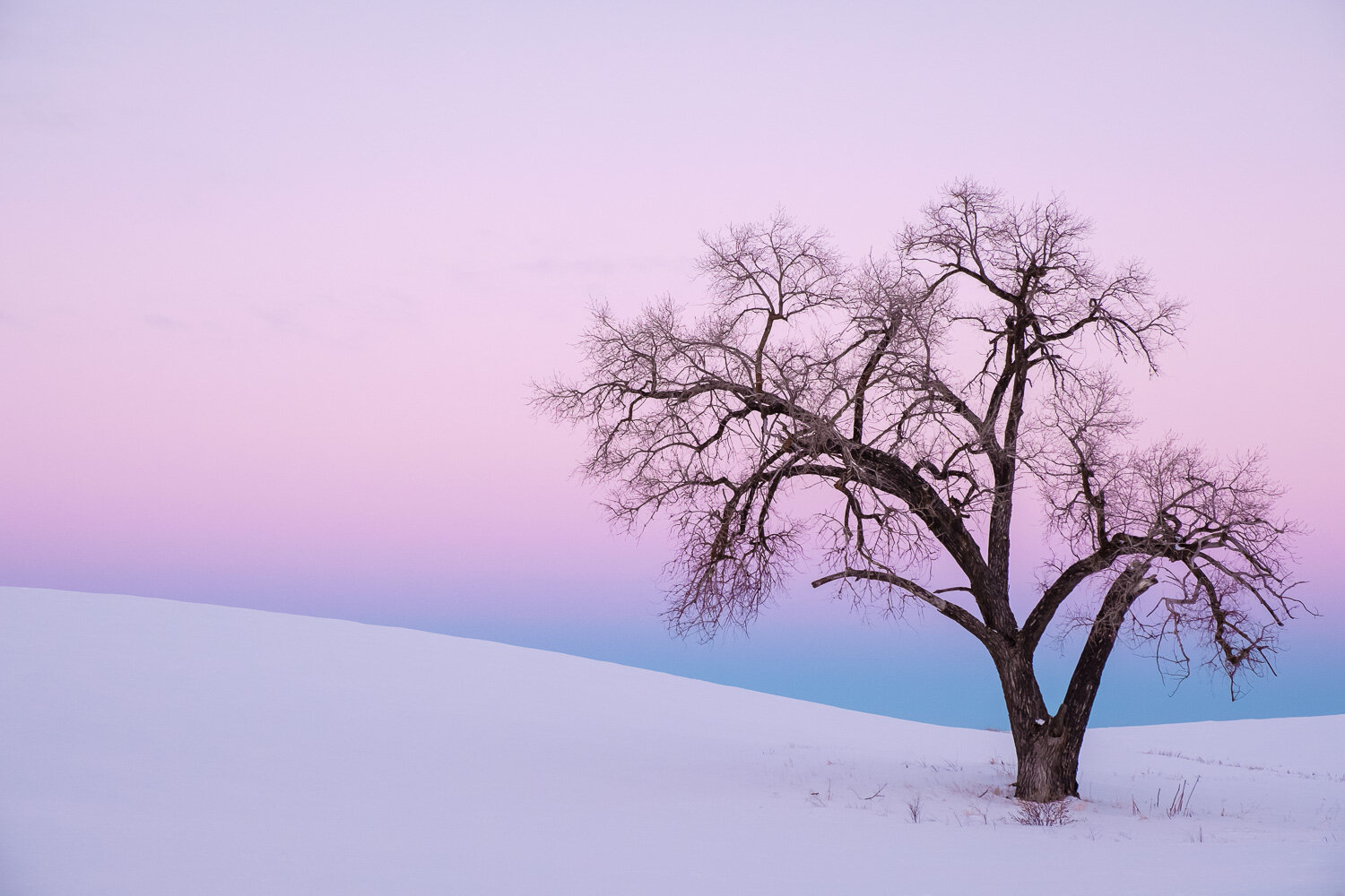  Dusk in the Palouse region of Washington State, Winter. 