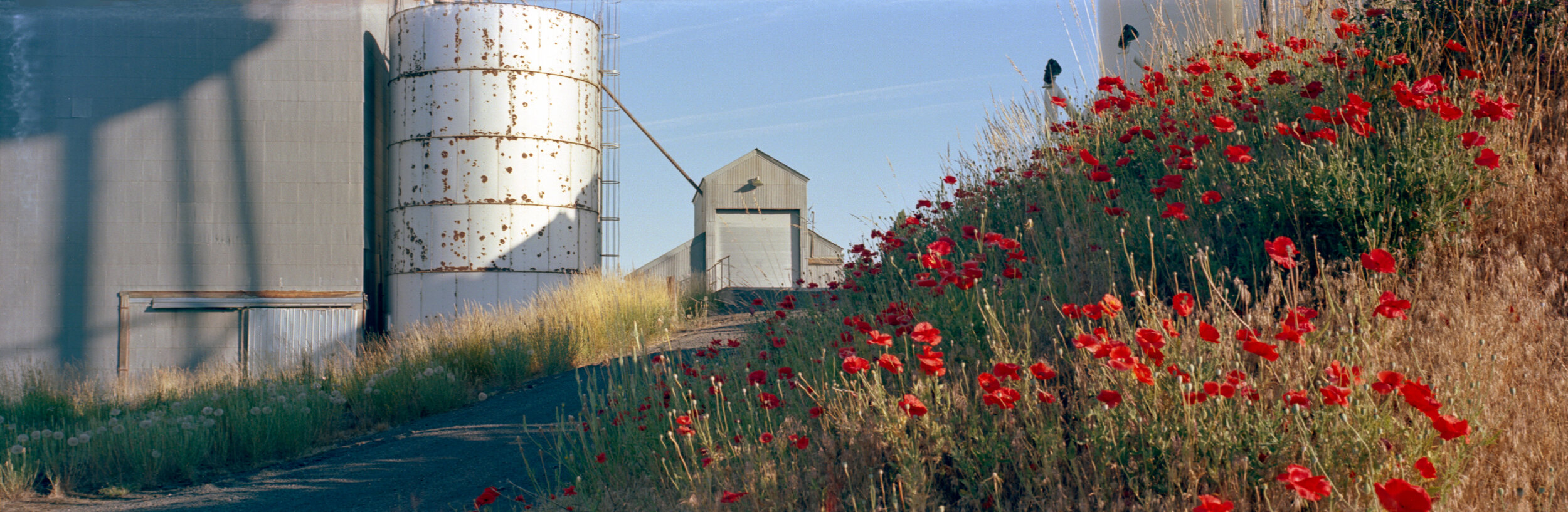  Poppies in Garfield, WA. Ektar 100 on my homemade panoramic camera. 