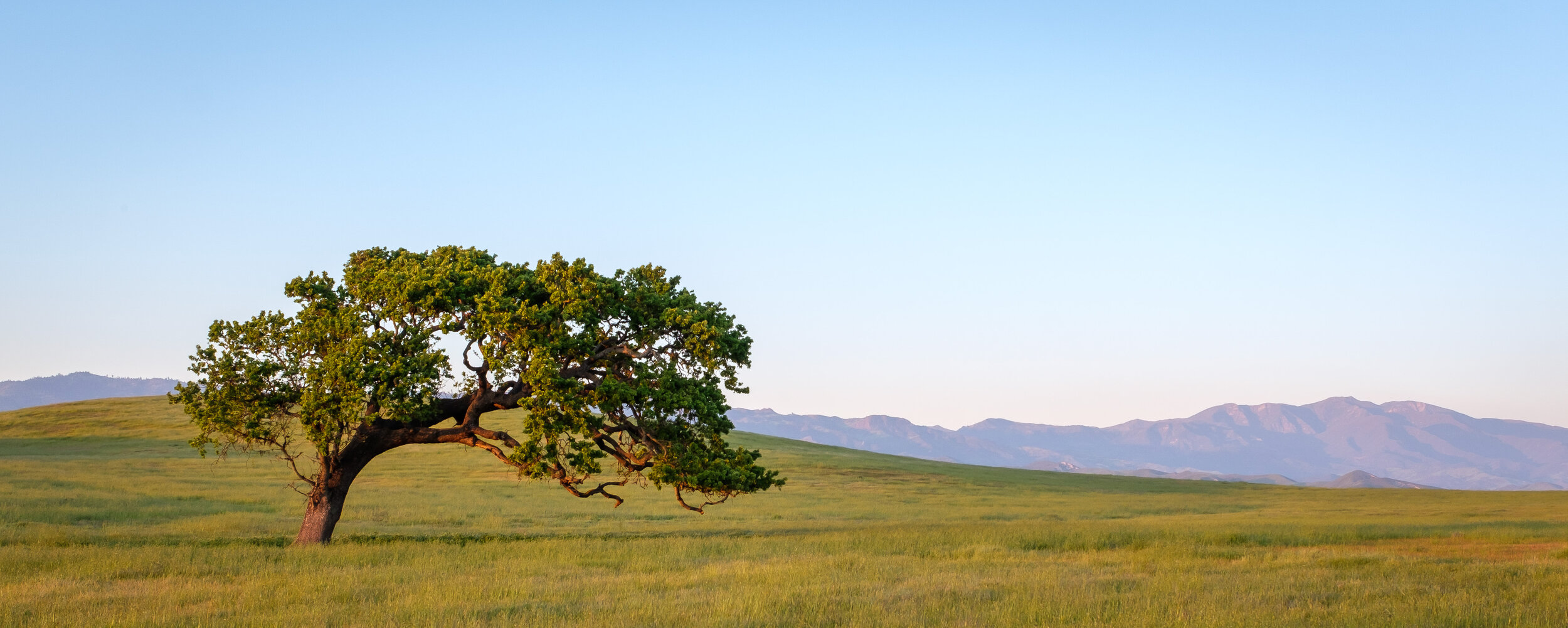  A lone tree outside of Goleta, California 