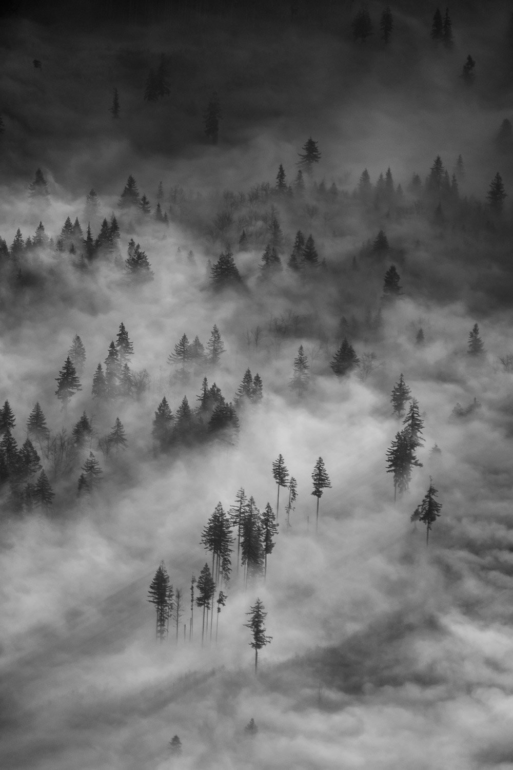  Foggy trees in the western foothills of the Cascades 
