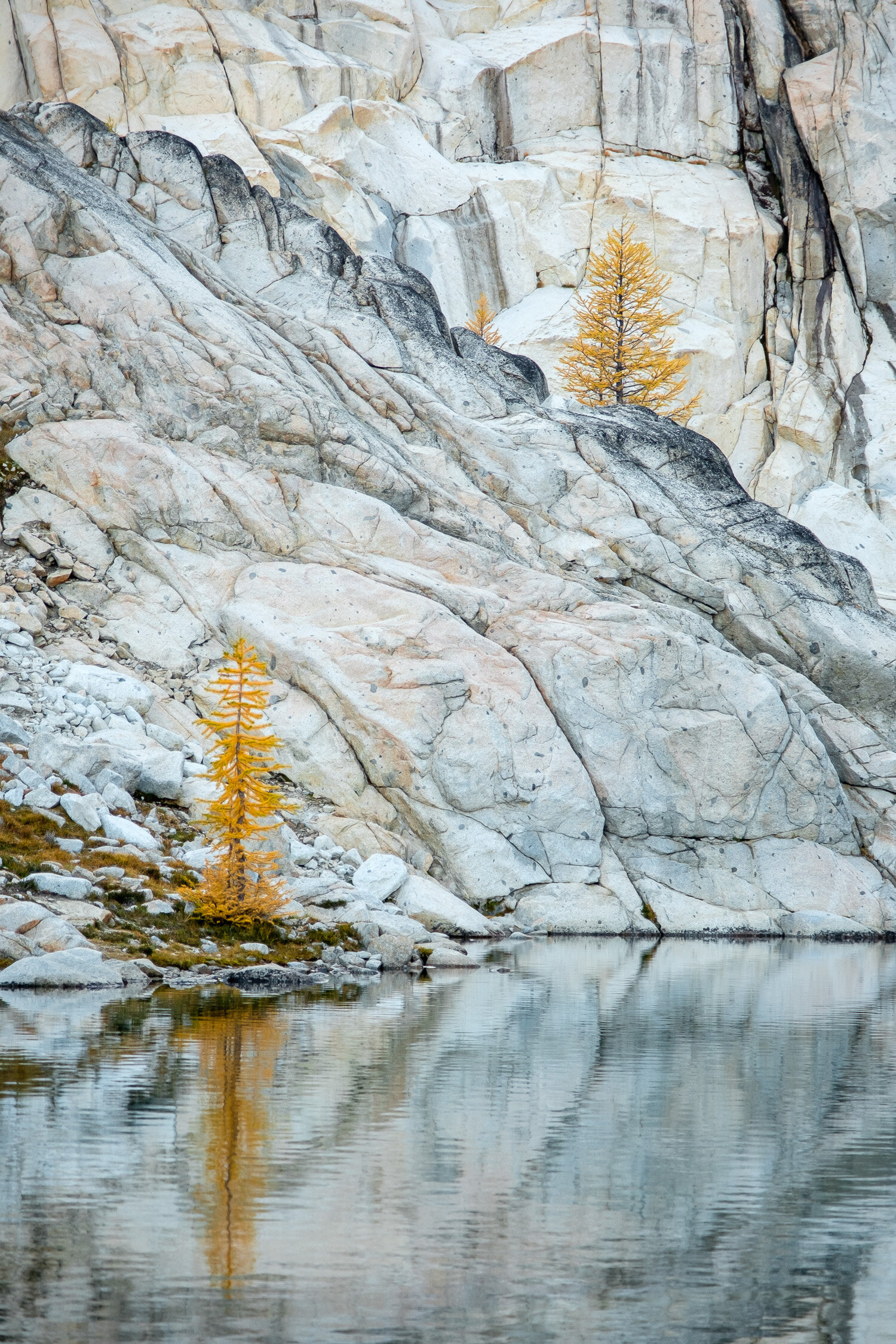  Larches at Inspiration Lake, Alpine Lakes Wilderness, Washington, October 2020. 