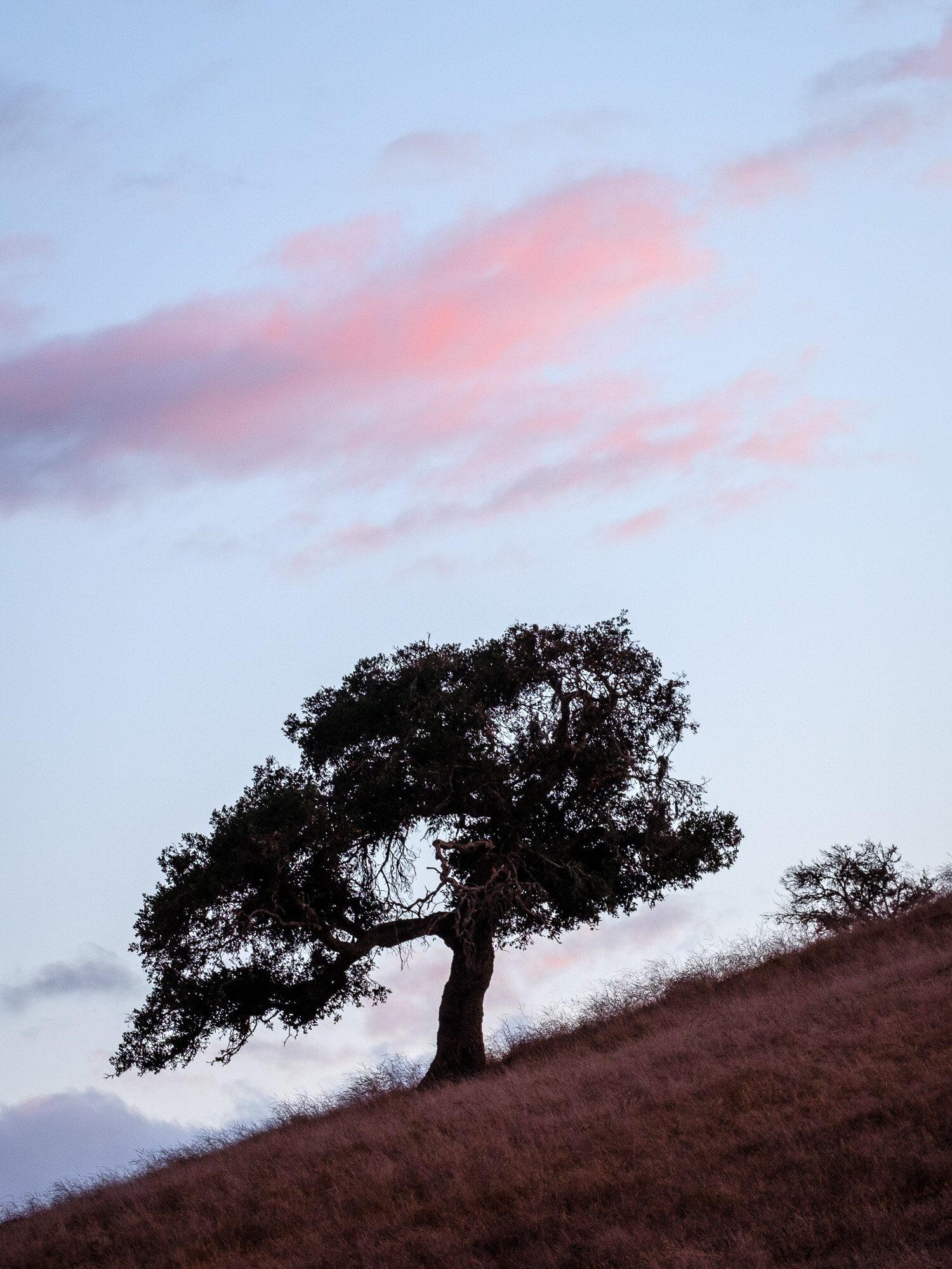  Oak at dusk. Santa Ynez, California, November 2020. 