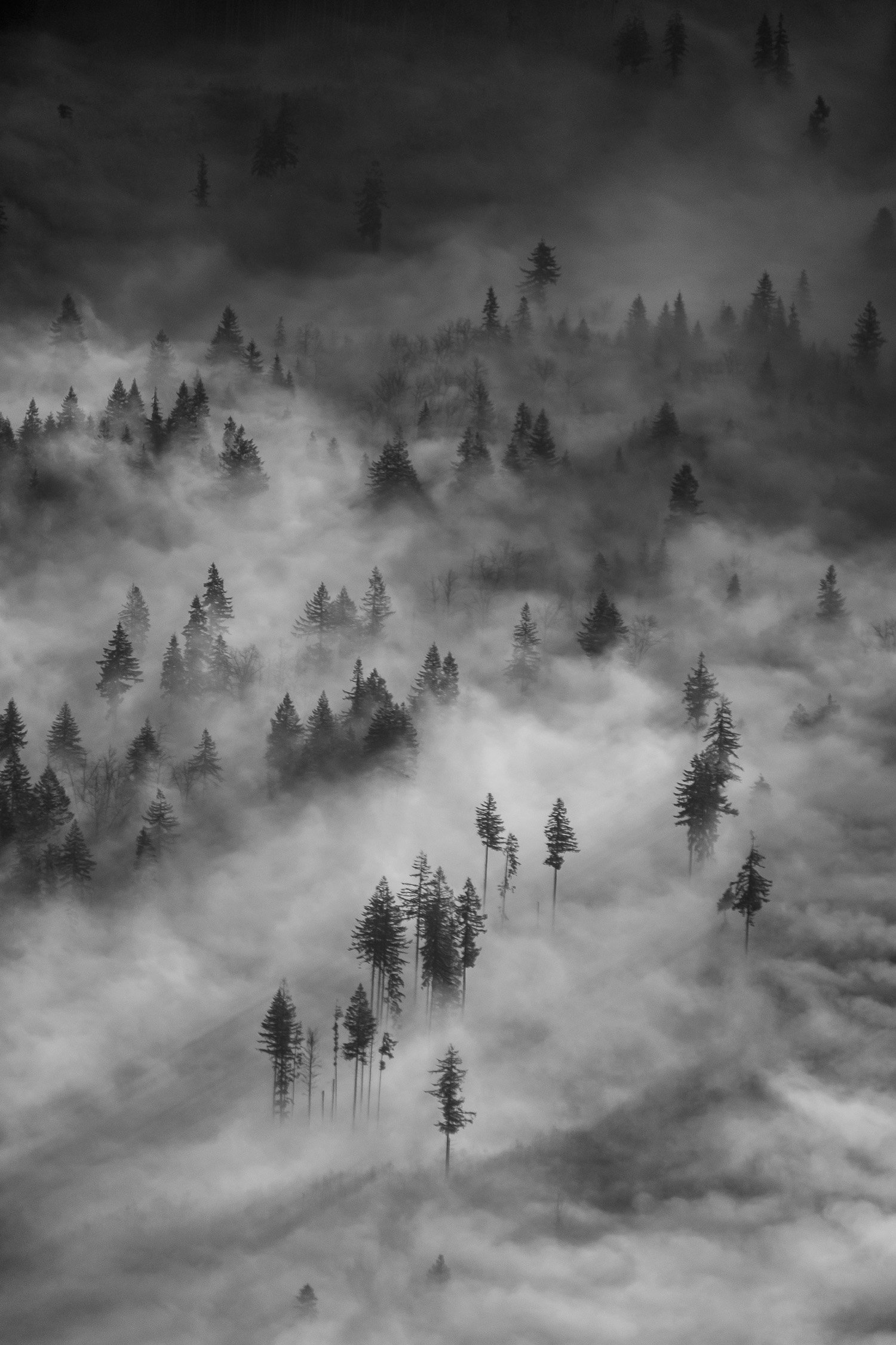  Aerial view of morning fog in the Cascade foothills. 