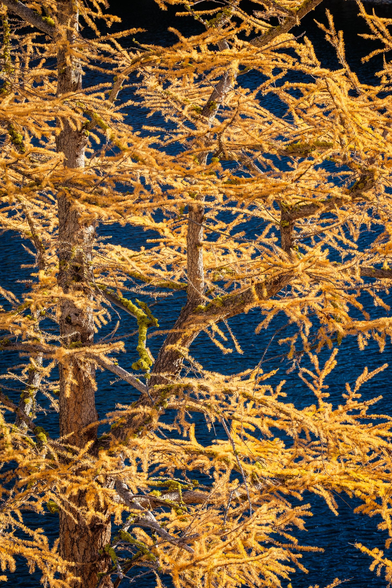  Larch detail, at Upper Eagle Lake in the Sawtooth Wilderness, early October. 