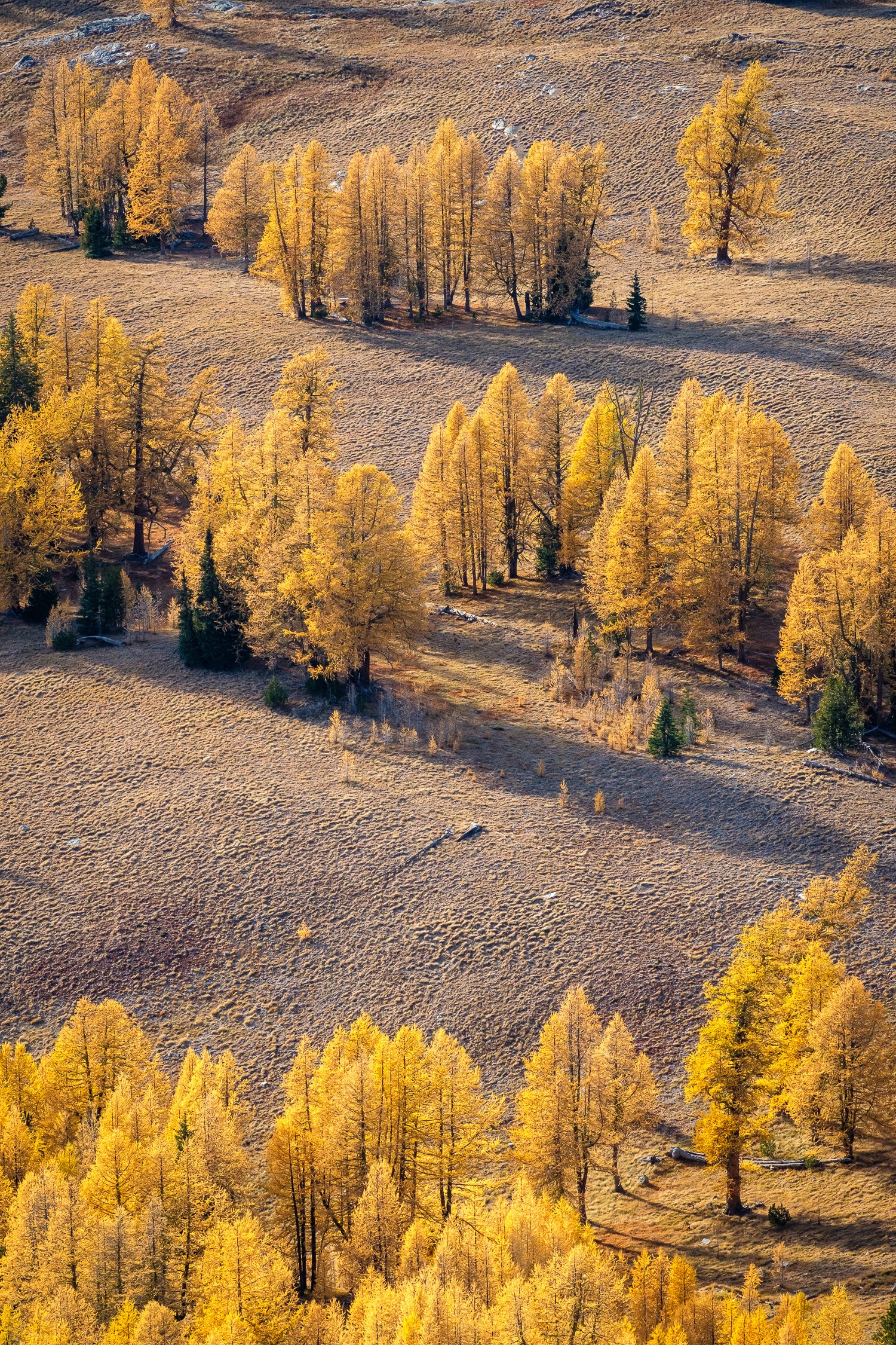  Larches in the meadows on the western slopes of Switchback Peak, in the Sawtooth Wilderness, early October. 