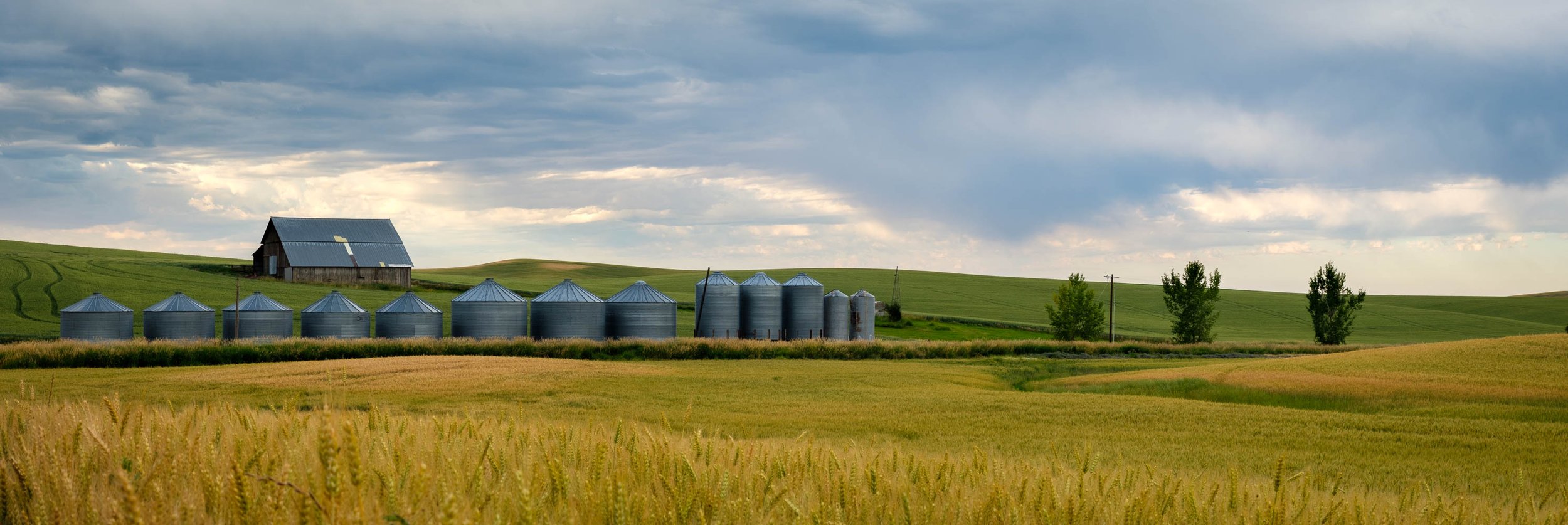  Grain bins in the Palouse region of eastern Washington, late July. 