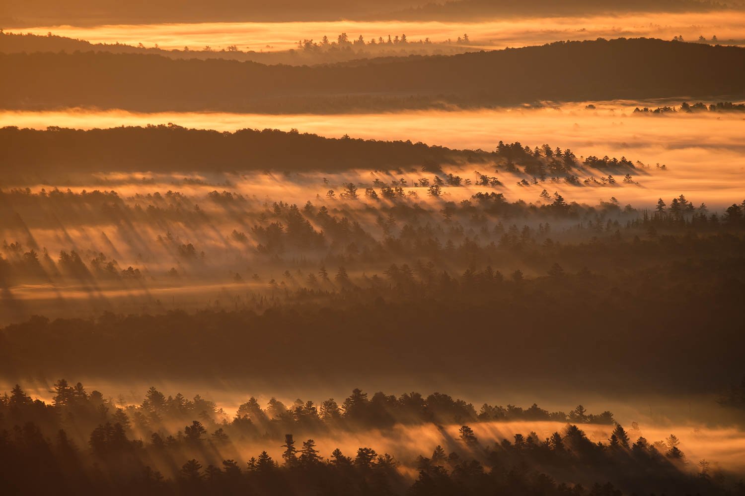  Trees and fog at sunrise from Saint Regis Mountain, NY, August. 