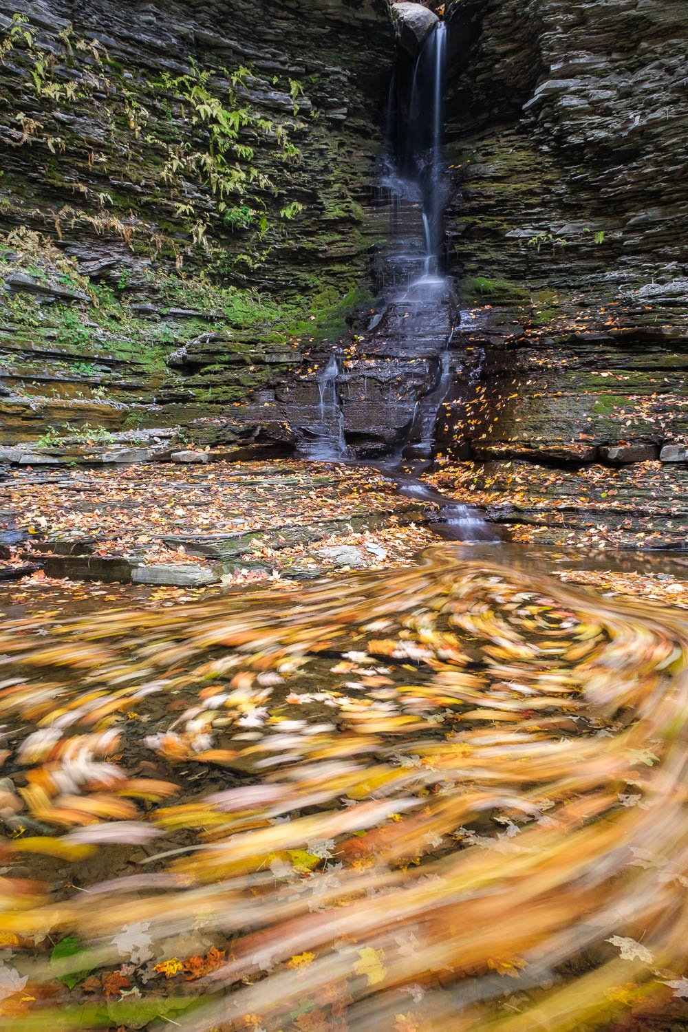  Leaves in a hidden glen near Watkins Glen, NY, October. 