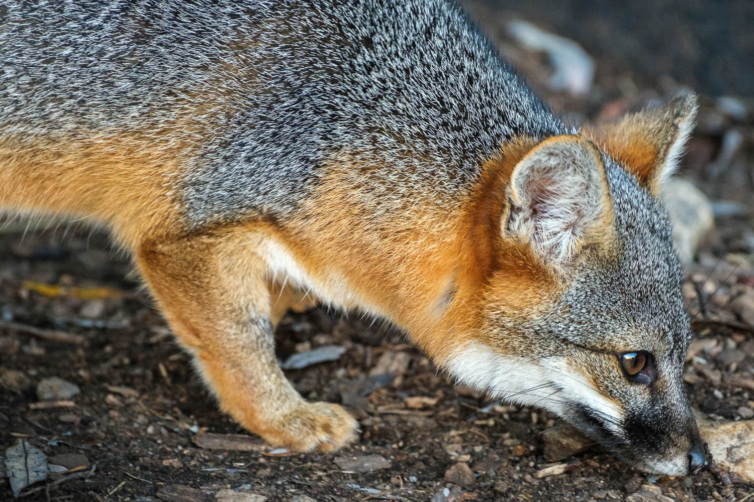  A Channel Islands Fox up close on a fun trip with my parents to visit Becca. Channel Islands NP, CA, November. 