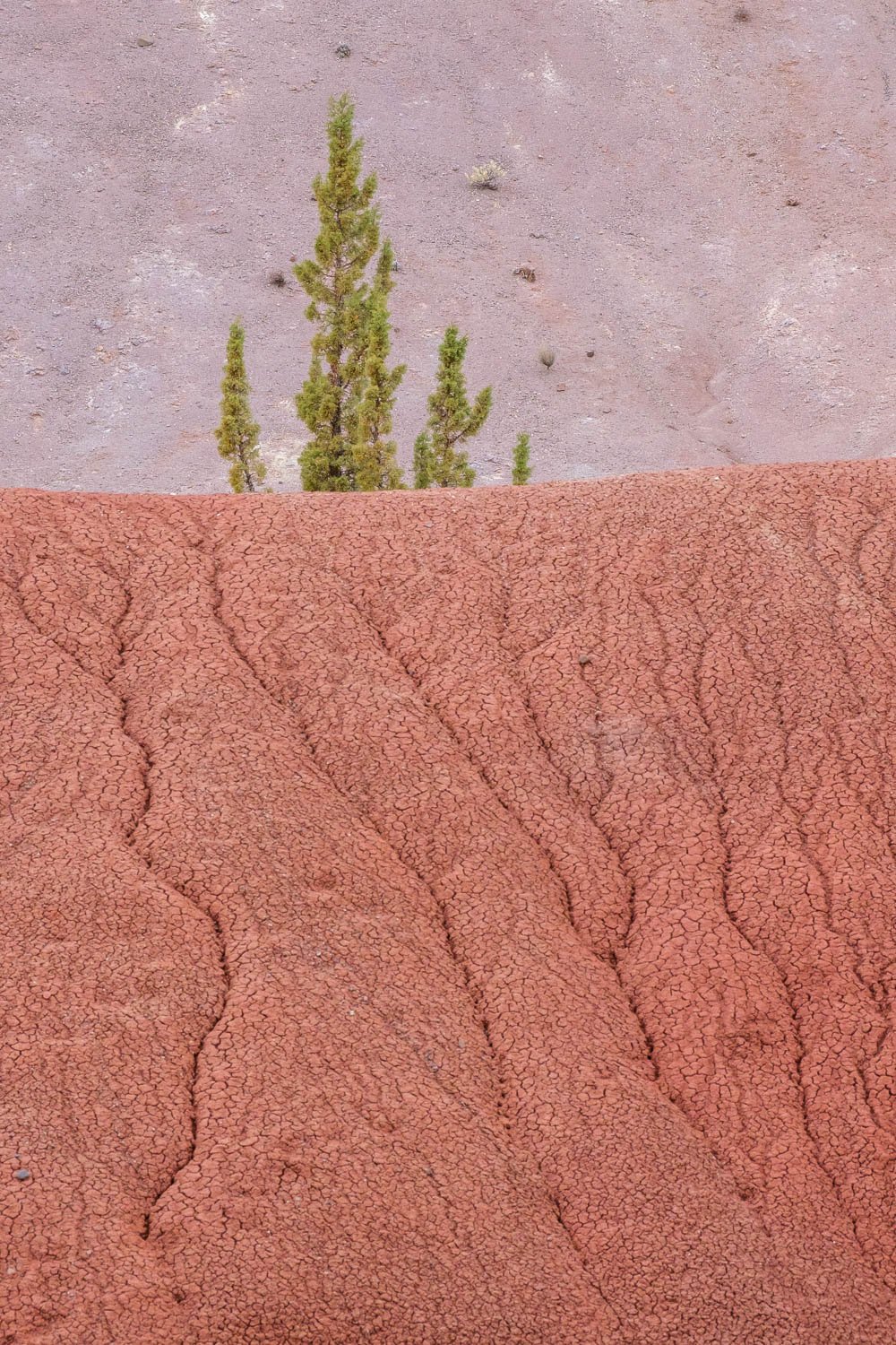  A pine tree abstract at the Painted Hills, John Day Fossil Beds NM, Oregon, November. 