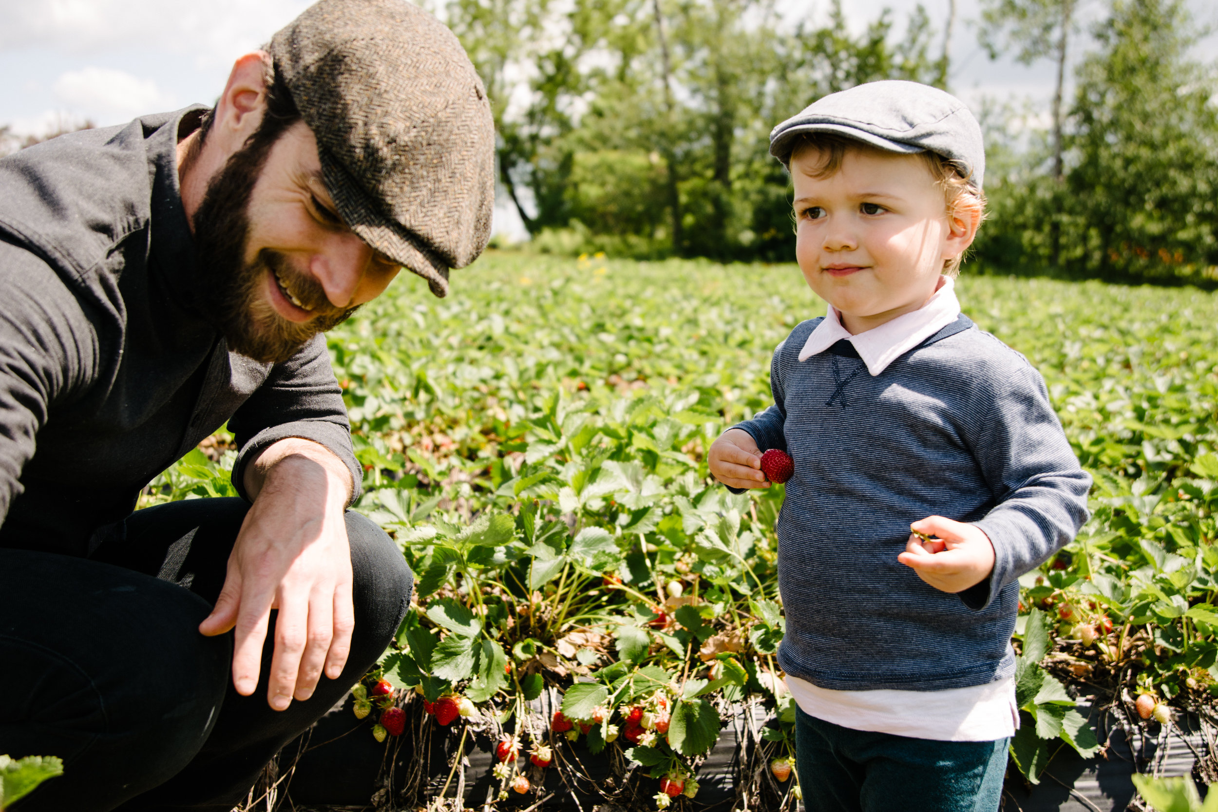 photo-d-un-garcon-qui-cueille-des-fraises-avec-son-pere-photographe-famille-lifestyle-montreal-victoriaville.jpg