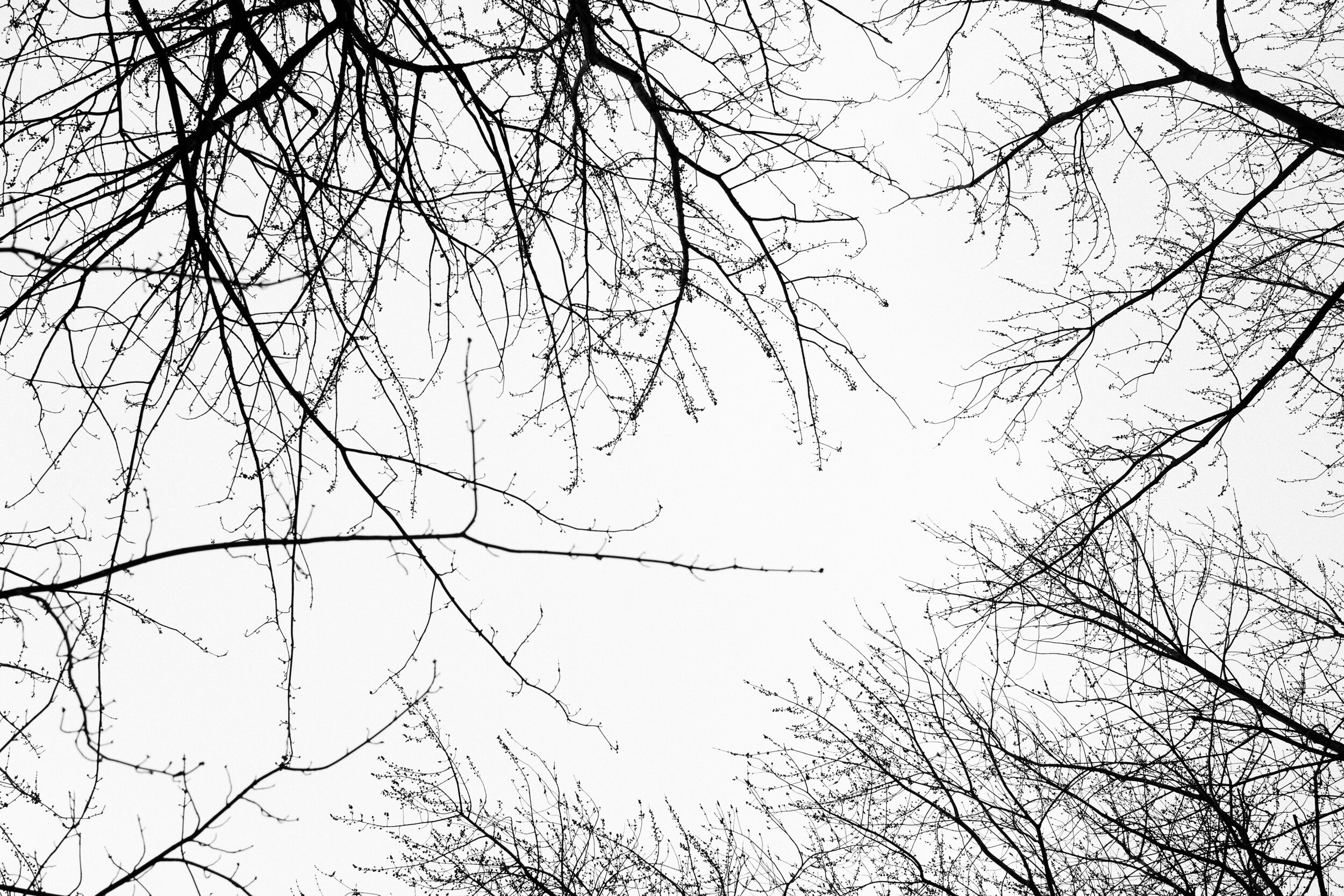 20200323_photo-arbres-photographe-de-famille-a-montreal-002.jpg