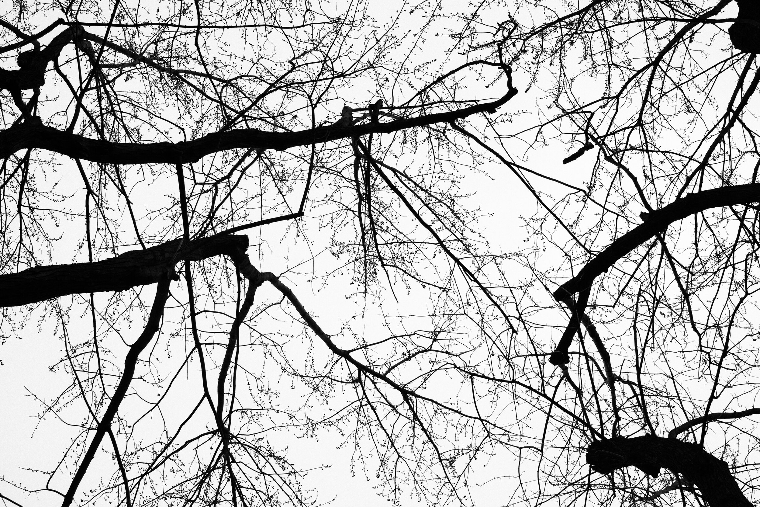20200323_photo-arbres-photographe-de-famille-a-montreal-001.jpg