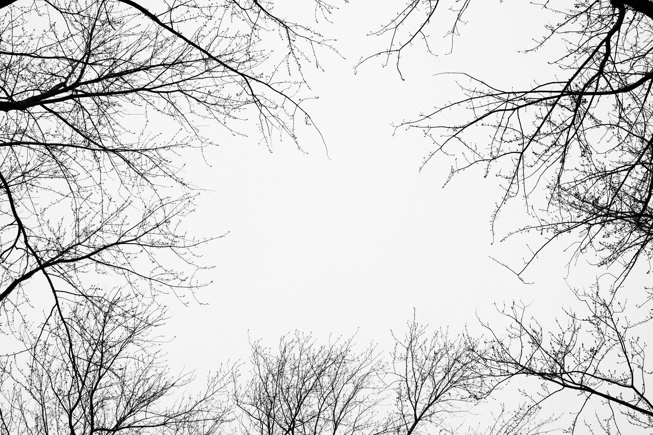 20200323_photo-arbres-photographe-de-famille-a-montreal-003.jpg
