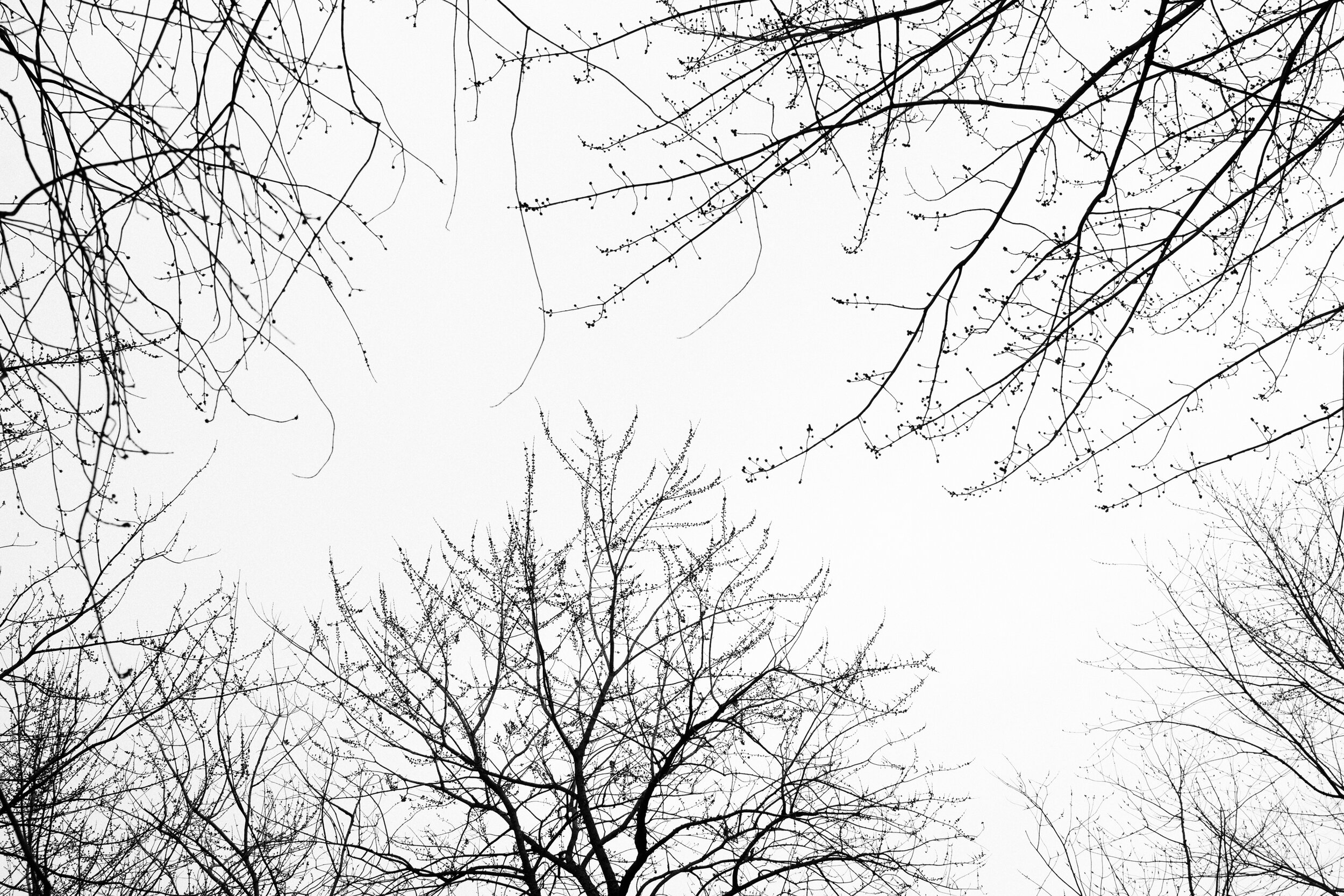 20200323_photo-arbres-photographe-de-famille-a-montreal-005.jpg