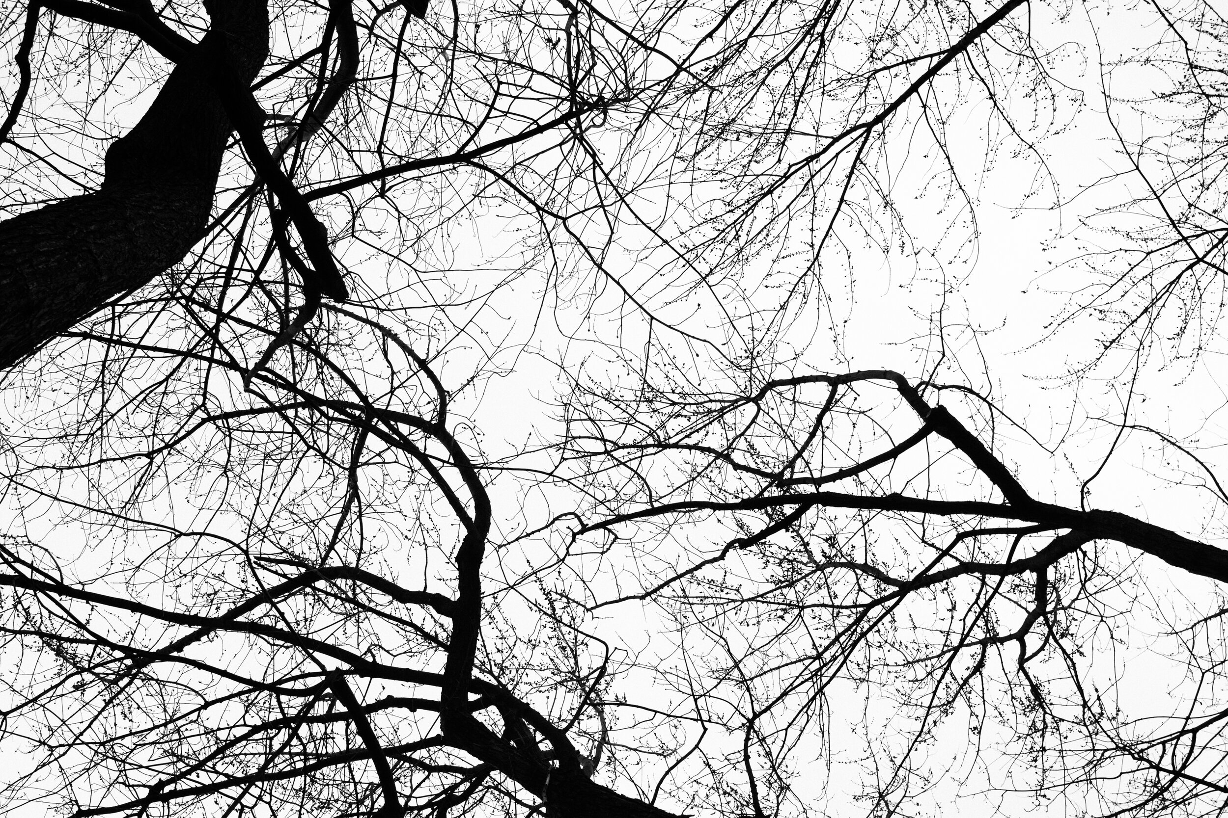 20200323_photo-arbres-photographe-de-famille-a-montreal-006.jpg