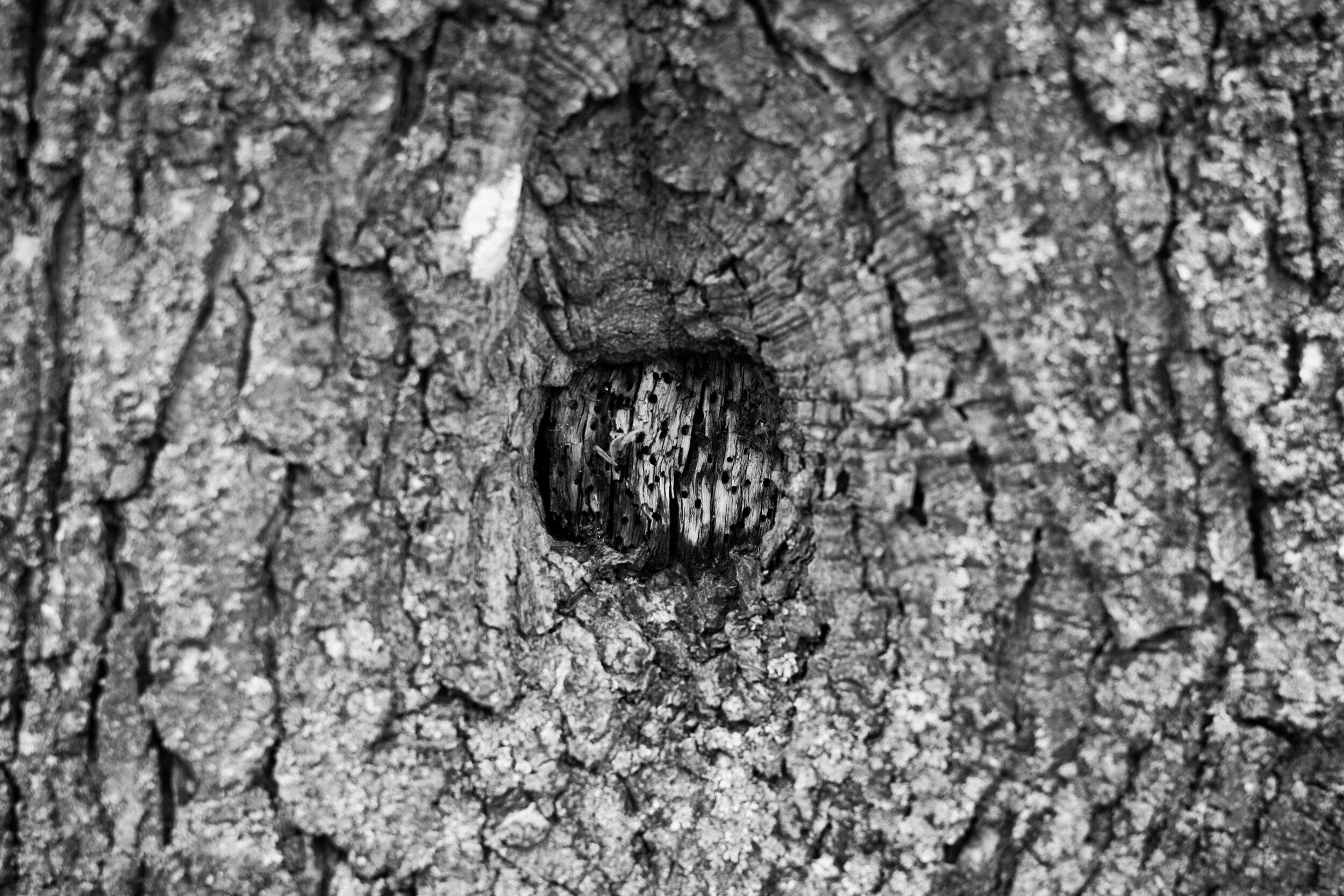 20200323_photo-gros-plan-ecorce-tronc-d-arbre-photographe-de-famille-a-montreal-009-2.jpg