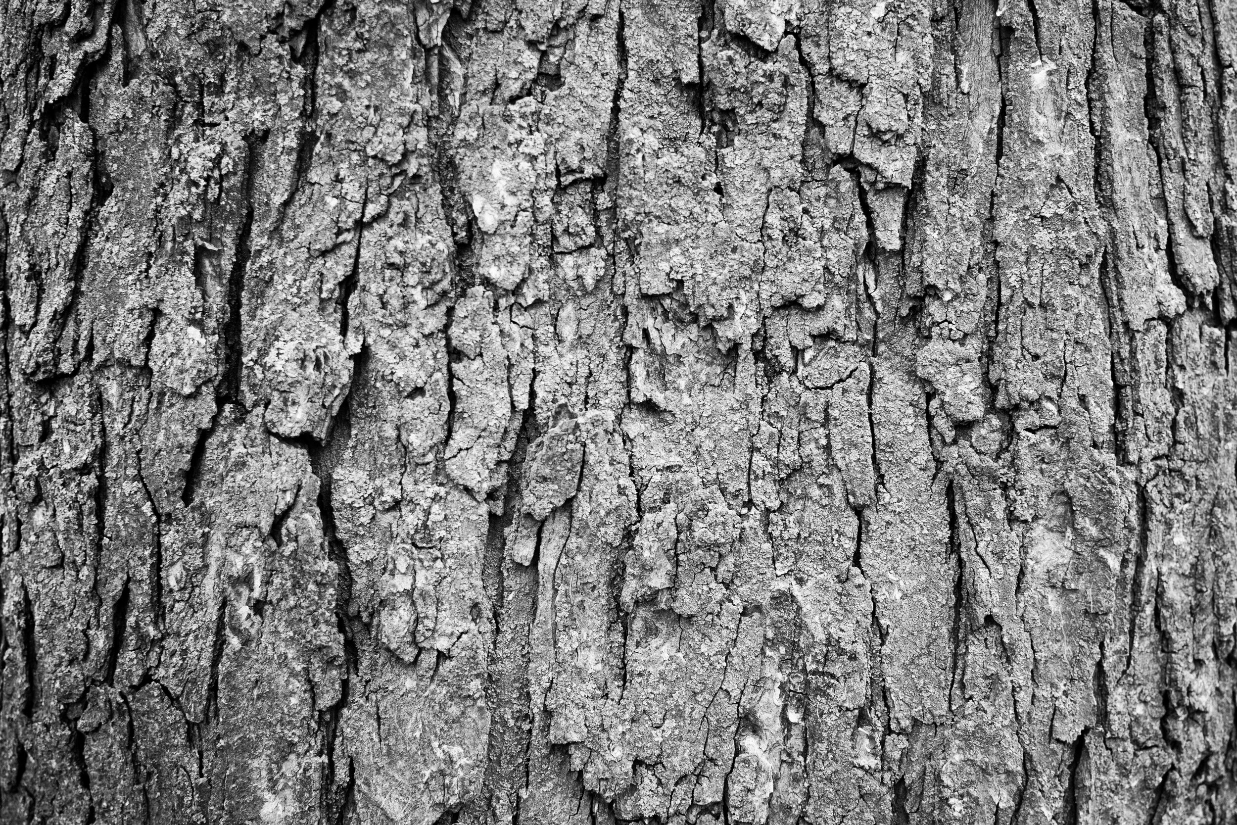 20200323_photo-gros-plan-ecorce-tronc-d-arbre-photographe-de-famille-a-montreal-010-2.jpg