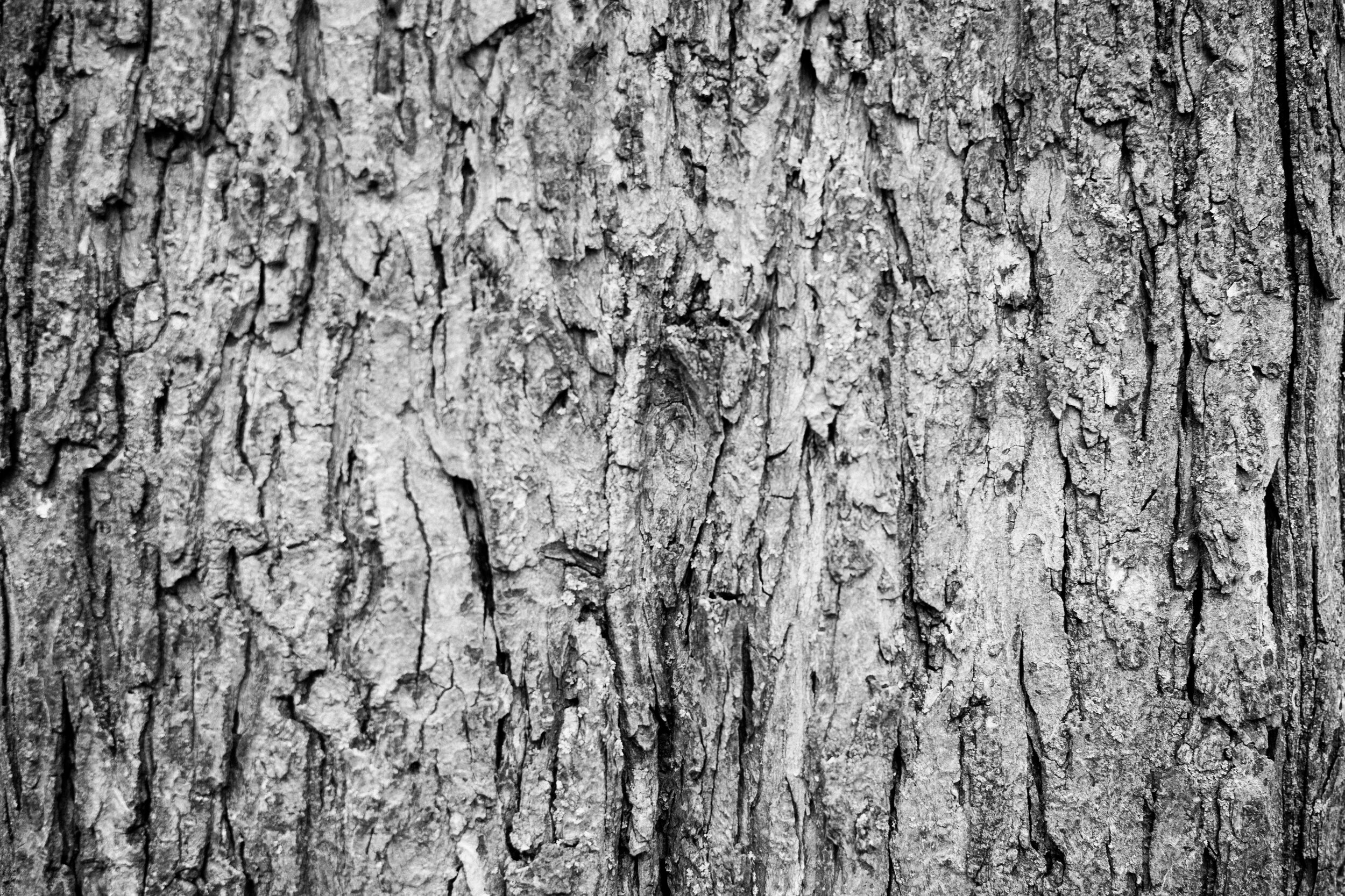 20200323_photo-gros-plan-ecorce-tronc-d-arbre-photographe-de-famille-a-montreal-011-2.jpg