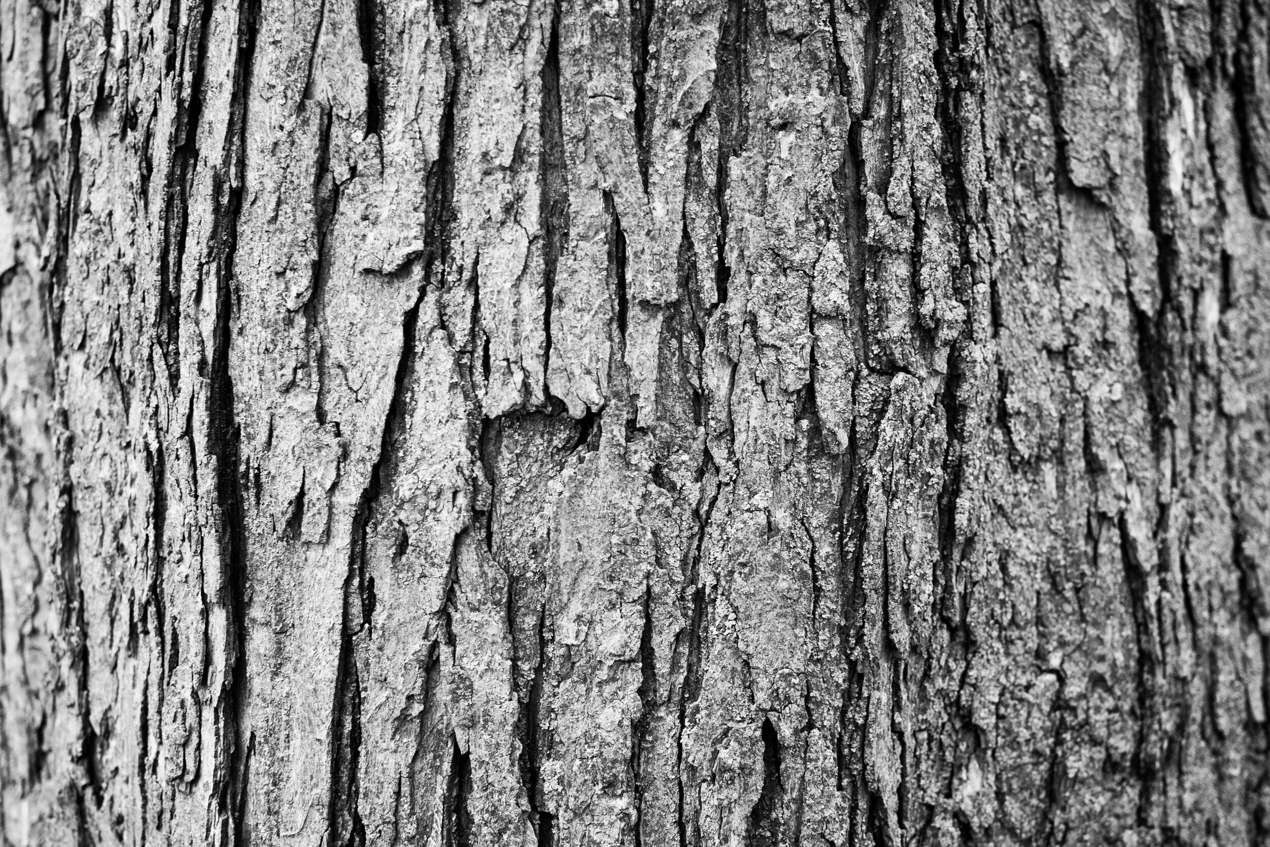 20200323_photo-gros-plan-ecorce-tronc-d-arbre-photographe-de-famille-a-montreal-012-2.jpg