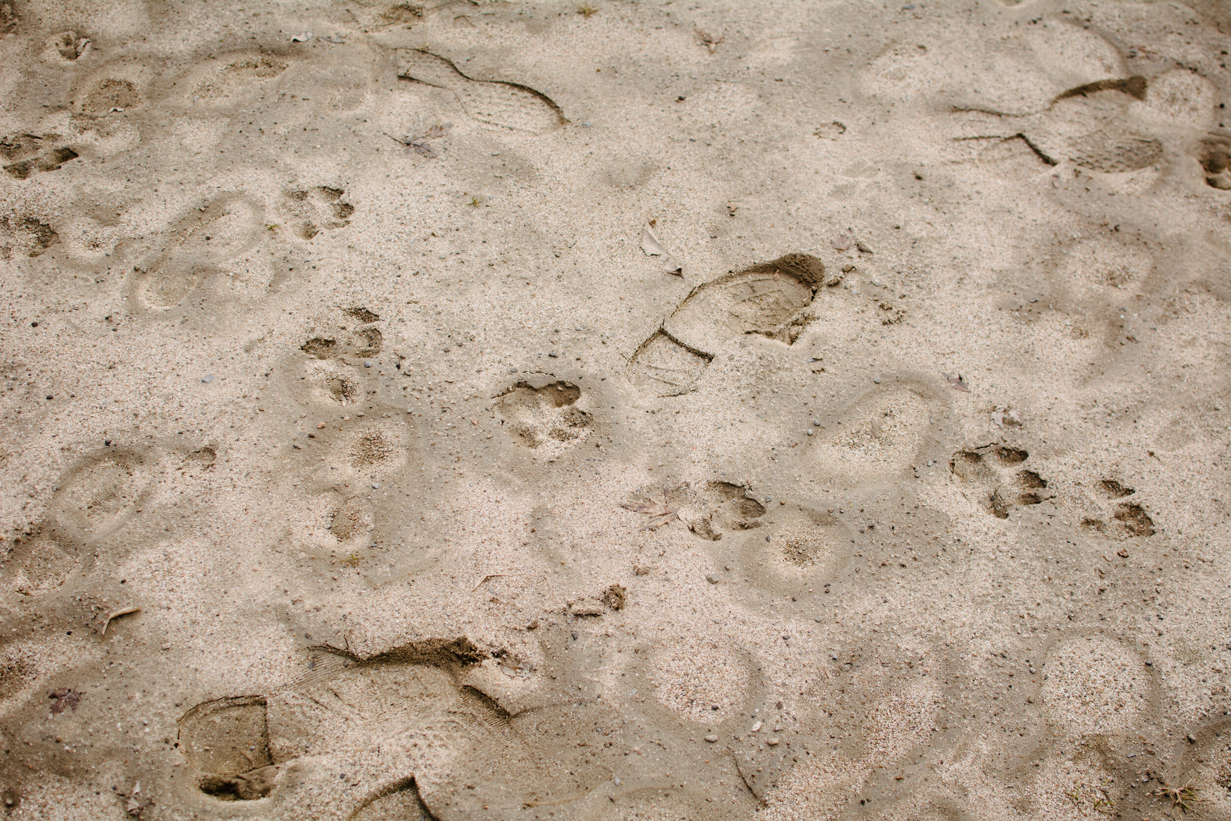 20200401_photo-traces-chien-pas-dans-sable-photographe-documentaire-a-montreal-009.jpg