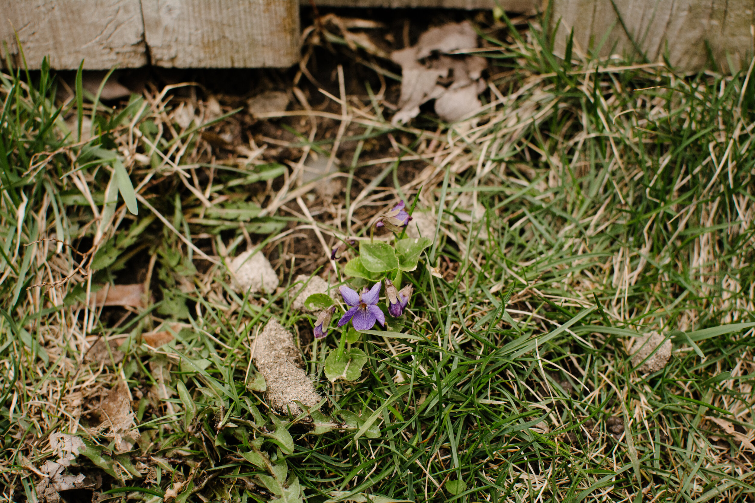 20200405_photo-fleur-printemps-cil-crotte-chien-photographe-documentaire-lifestyle-de-famille-a-montreal-014.jpg