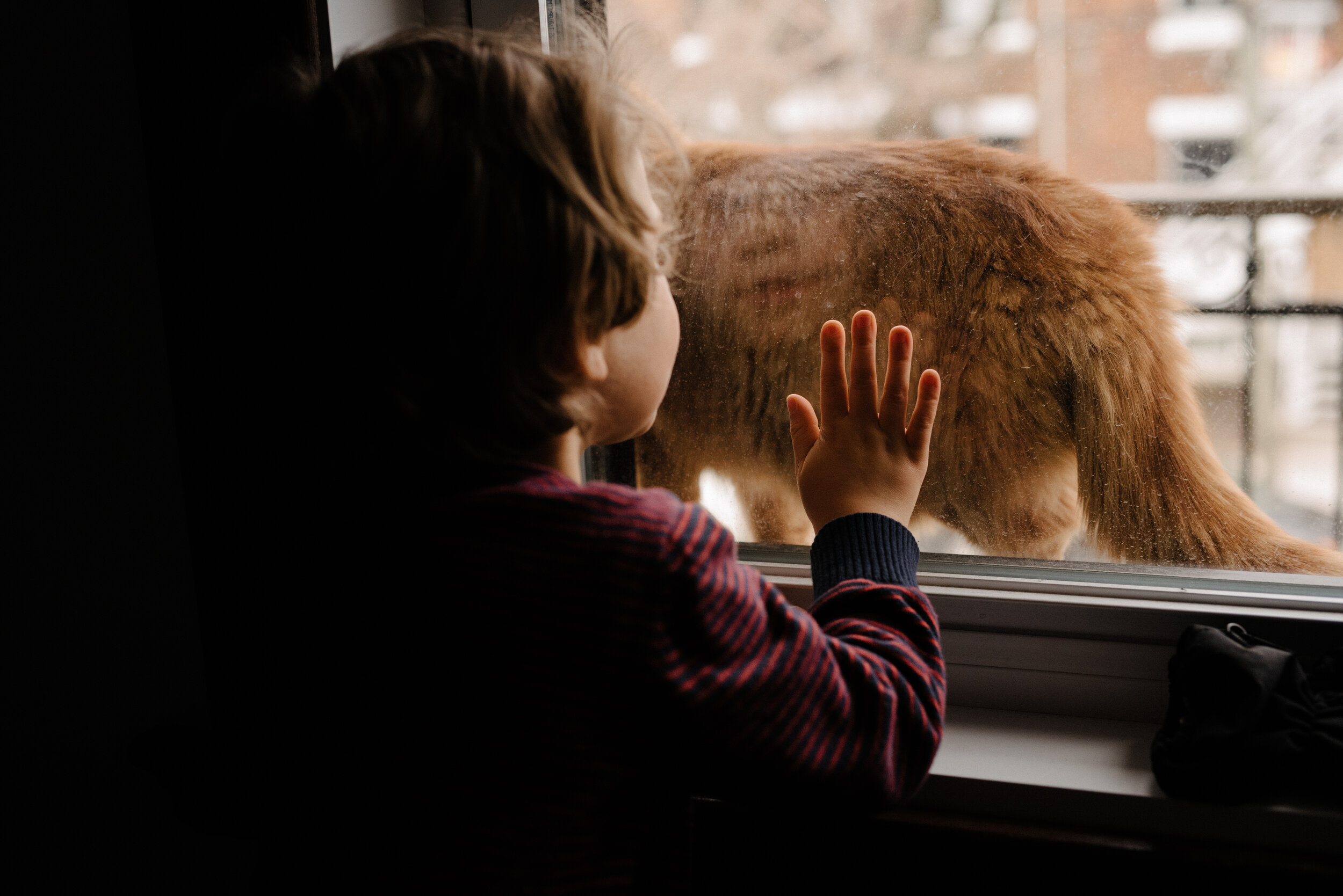 20200422_photo-enfant-et-chat-par-la-fenetre-photographe-documentaire-de-famille-a-montreal-007.jpg