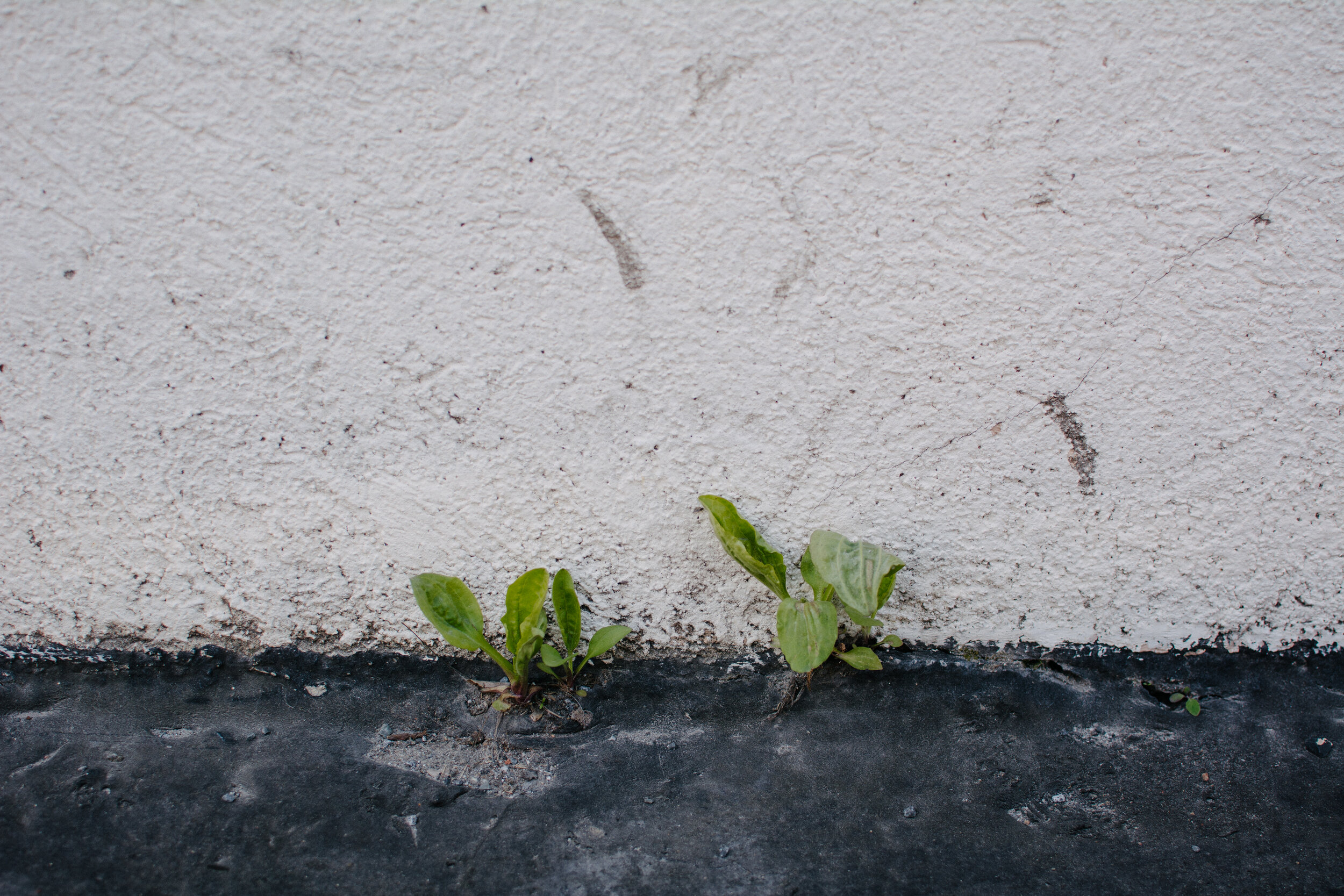 20200423_photo-verdure-a-travers-beton-photographe-documentaire-de-famille-a-montreal-001.jpg