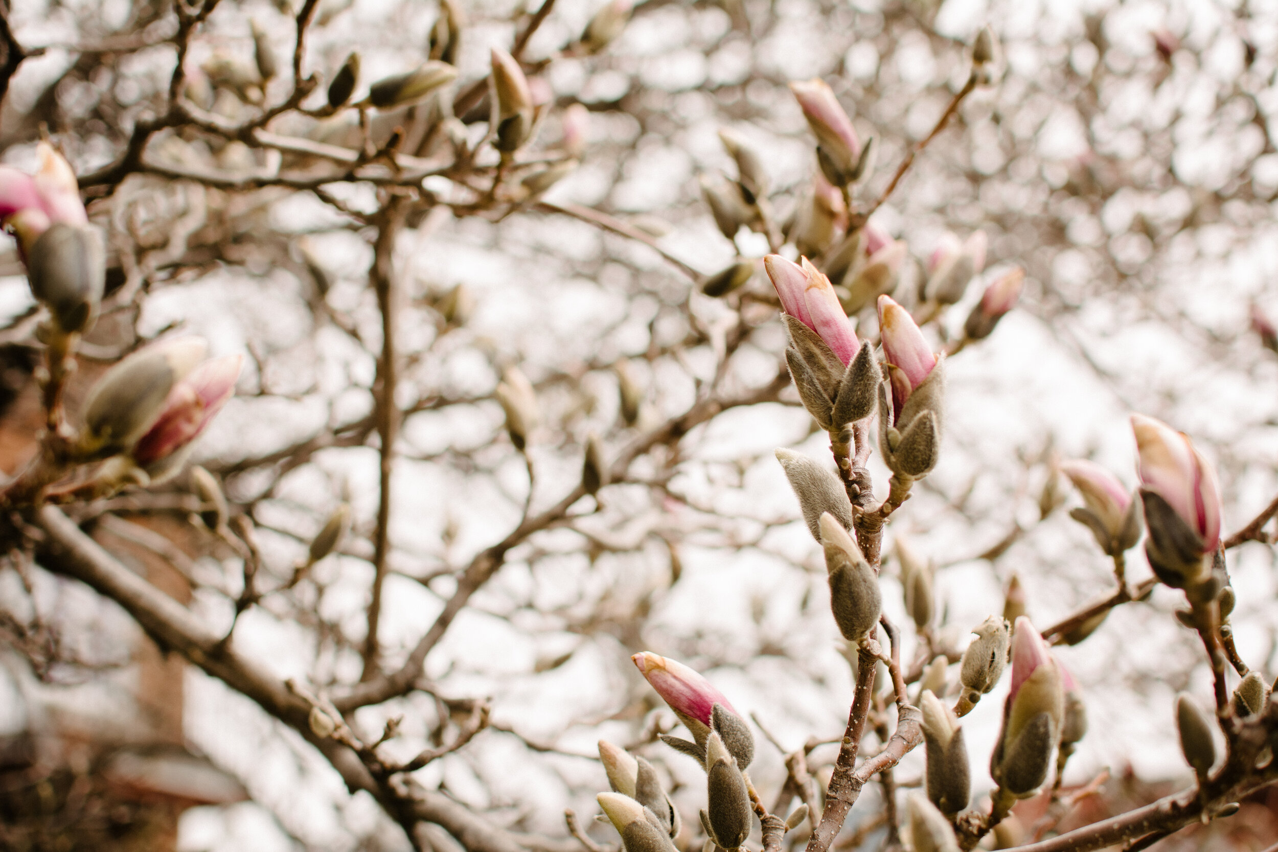 20200427_photo-boutons-de-magnolias-photographe-documentaire-de-famille-a-montreal-001.jpg
