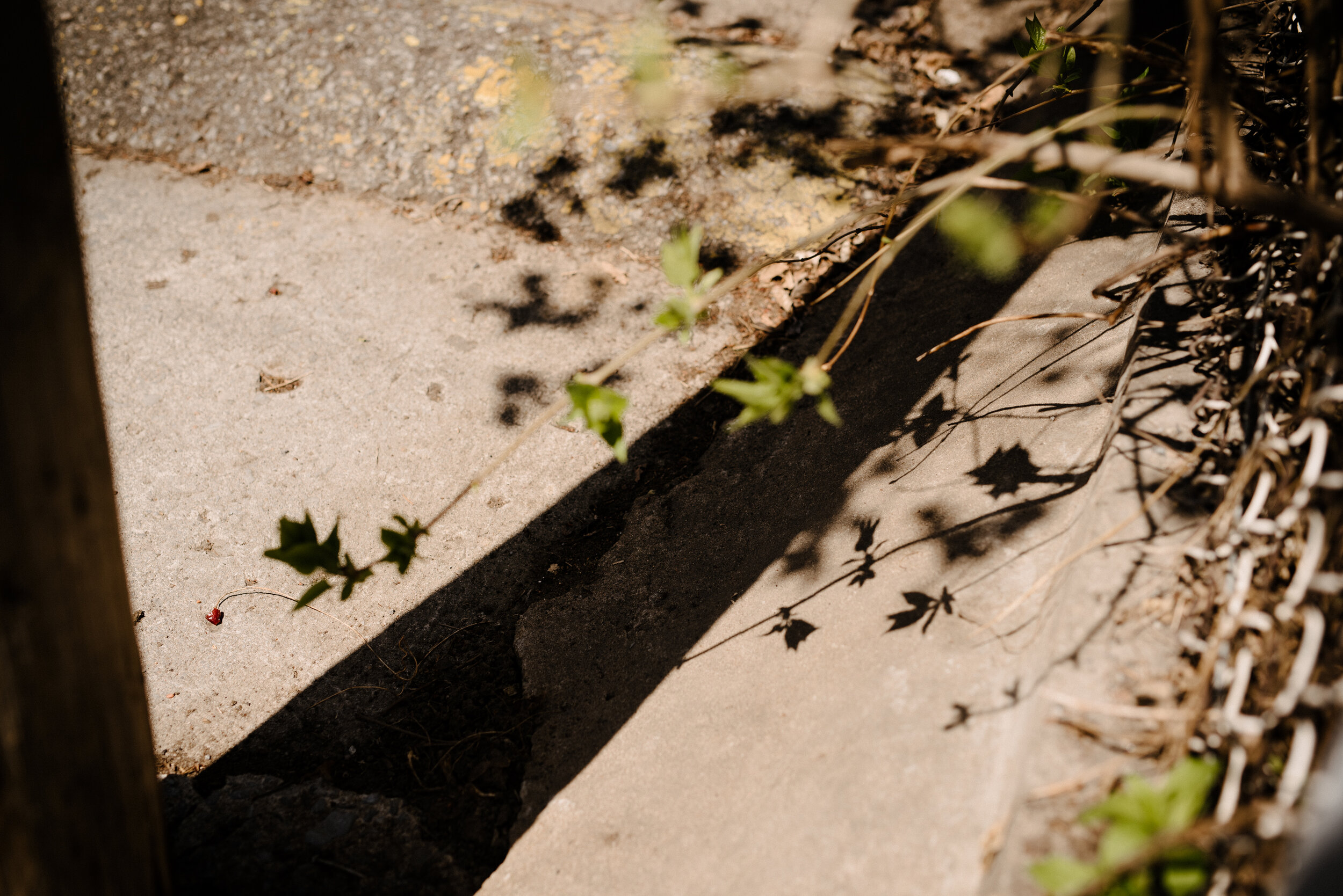 20200506_photo-ombre-de-tiges-et-feuilles-dans-ruelle-photographe-documentaire-famille-lifestyle-a-montreal-004.jpg