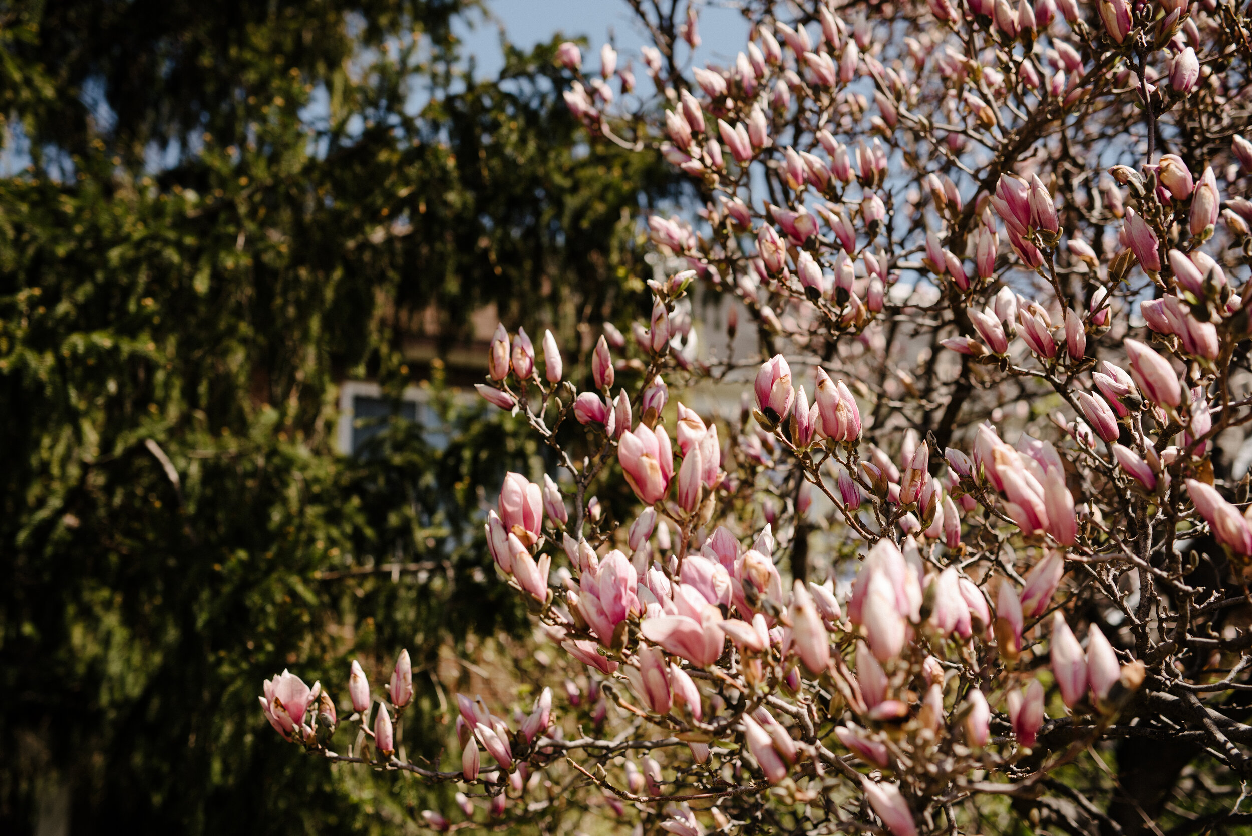 20200506_photo-magnolia-en-fleurs-et-conifere-photographe-documentaire-famille-lifestyle-a-montreal-010.jpg