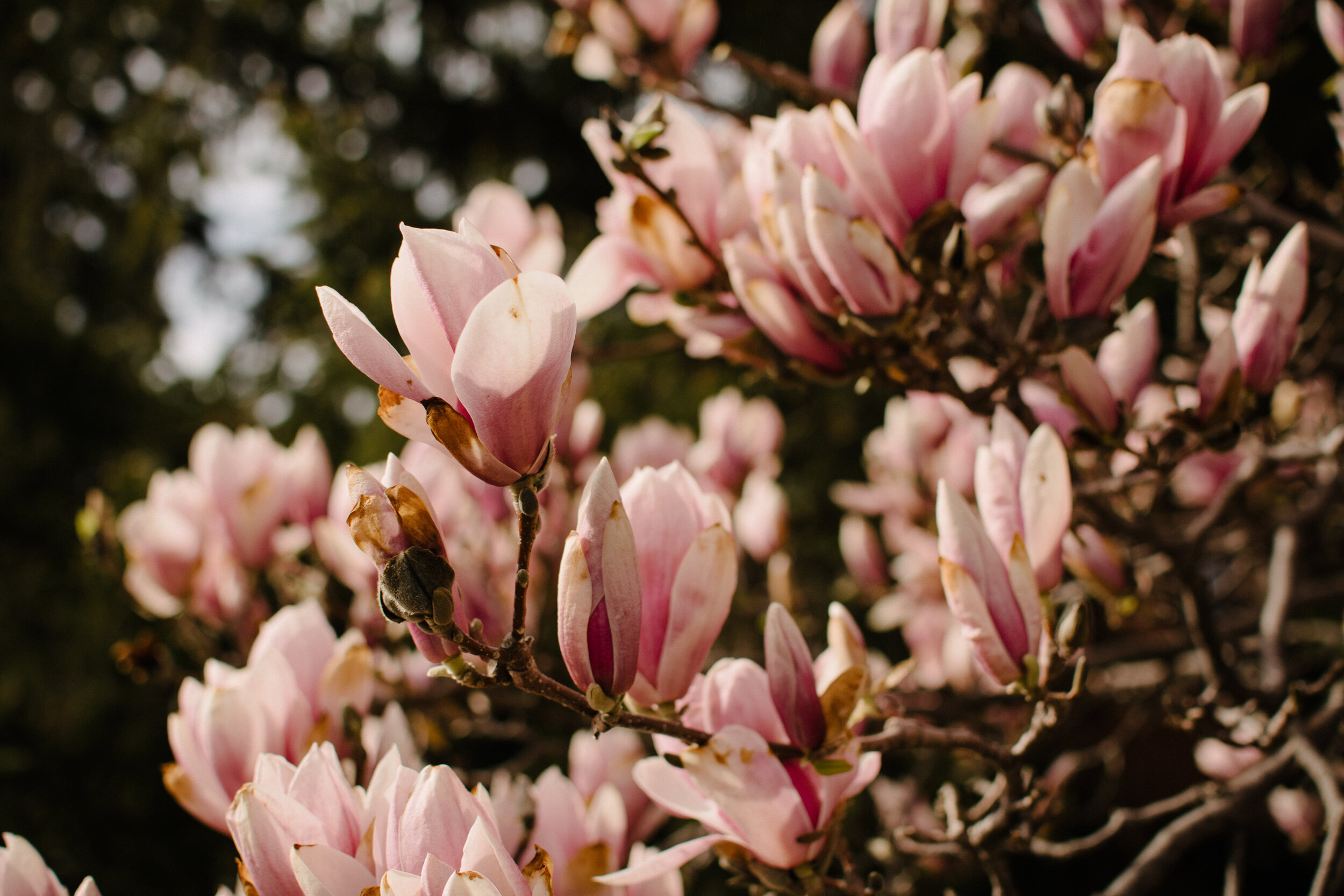 20200509_photo-fleurs-de-magnolias-dans-la-lumiere-coucher-soleil-photographe-documentaire-lifestyle-de-famille-a-montreal-010.jpg