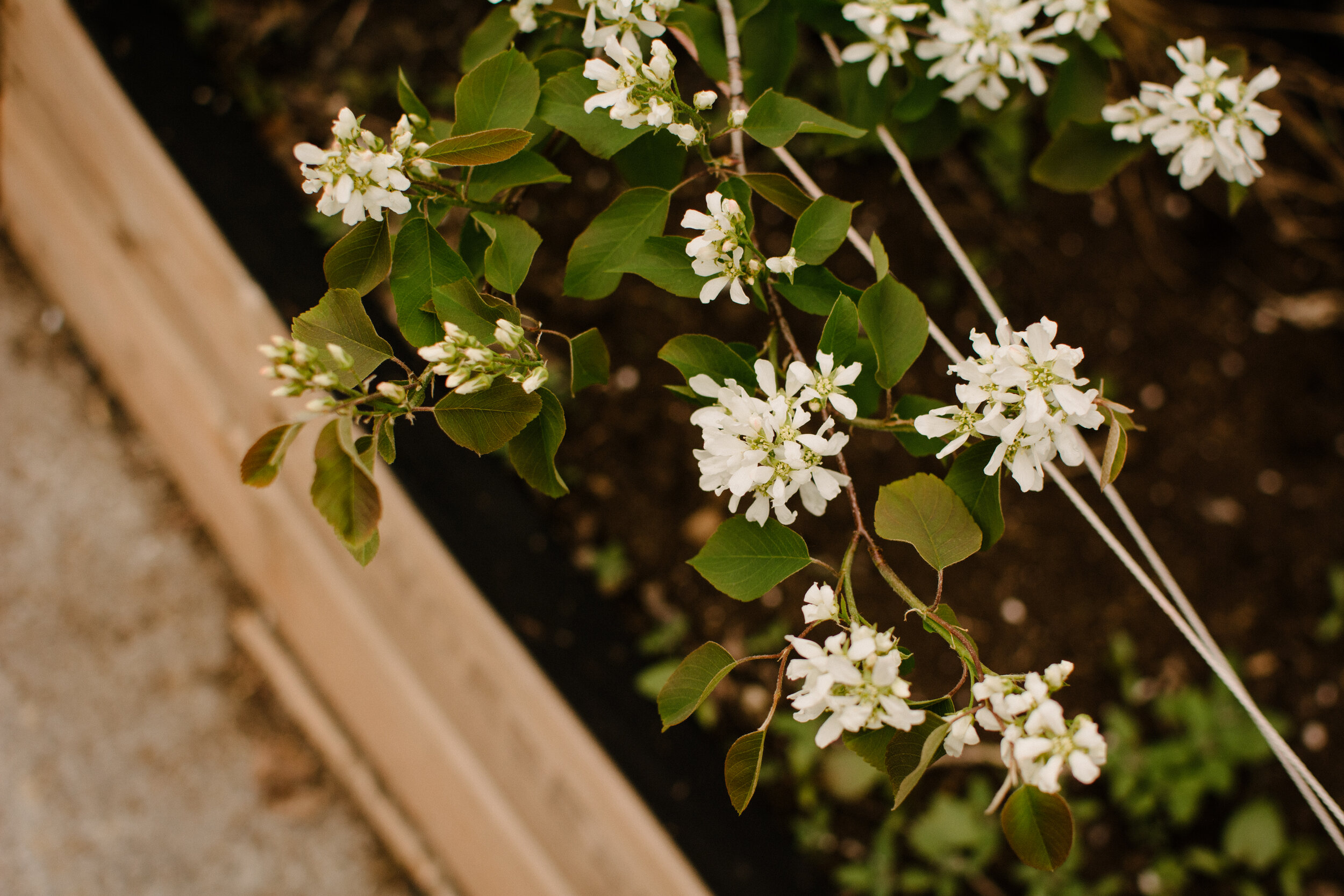 20200514_photo-fleurs-d-amelanchier-photographe-documentaire-lifestyle-de-famille-a-montreal-012.jpg