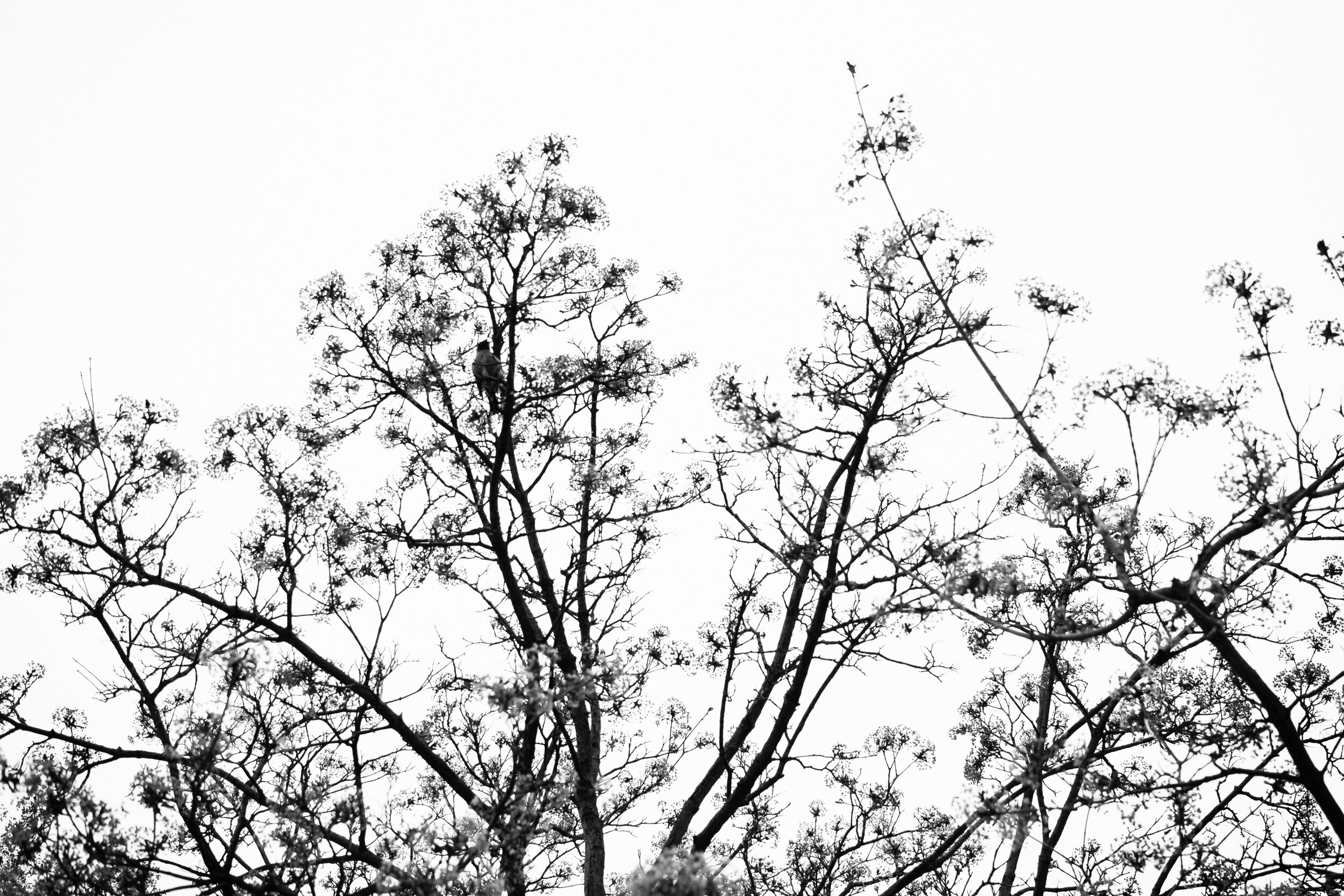 20200515_photo-branches-d-arbres-regard-vers-le-ciel-noir-et-blanc-photographe-documentaire-lifestyle-de-famille-a-montreal-003.jpg