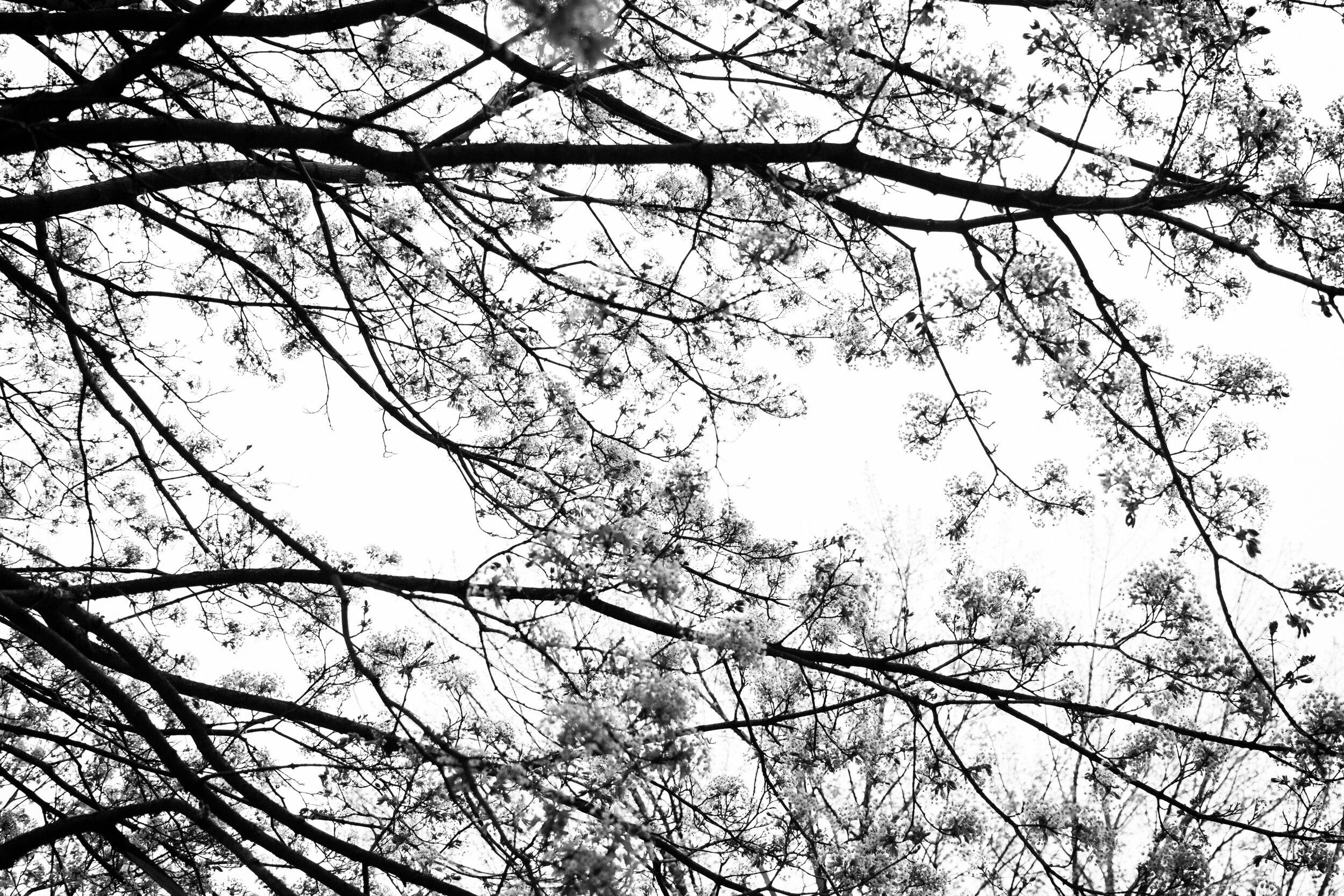 20200515_photo-branches-d-arbres-regard-vers-le-ciel-noir-et-blanc-photographe-documentaire-lifestyle-de-famille-a-montreal-001.jpg