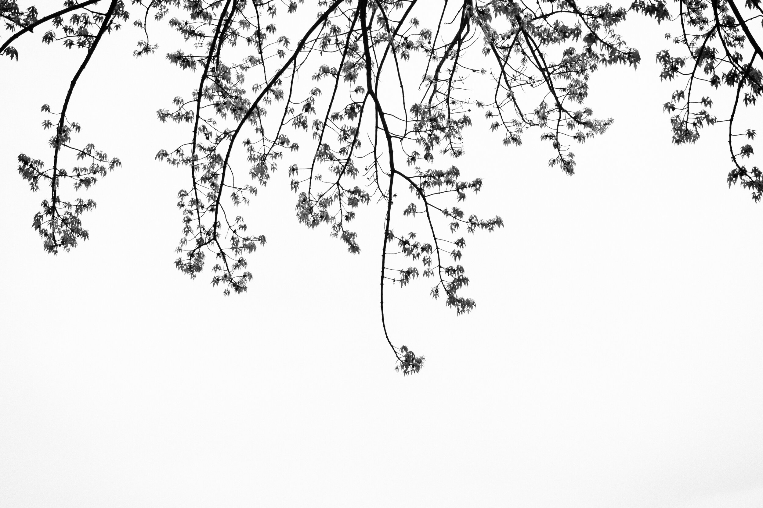 20200515_photo-branches-d-arbres-regard-vers-le-ciel-noir-et-blanc-photographe-documentaire-lifestyle-de-famille-a-montreal-002.jpg