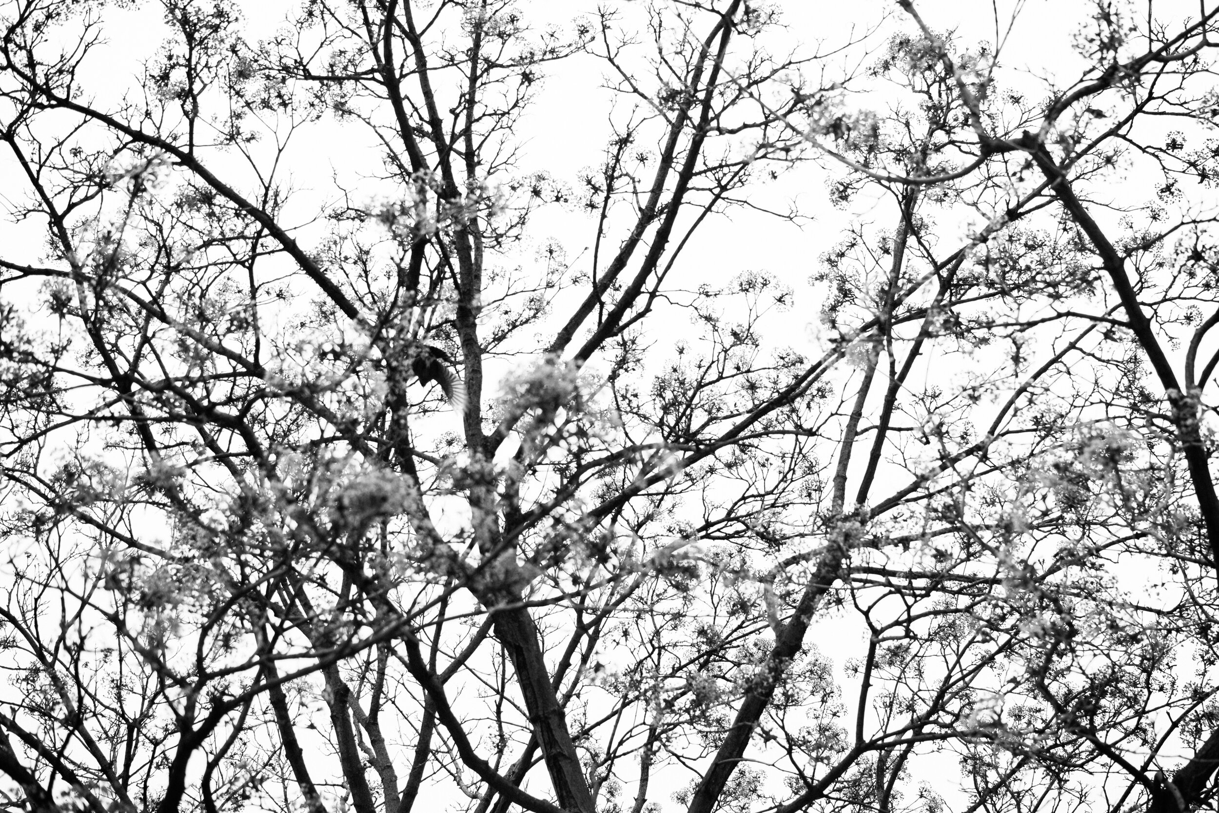 20200515_photo-branches-d-arbres-regard-vers-le-ciel-noir-et-blanc-photographe-documentaire-lifestyle-de-famille-a-montreal-004.jpg