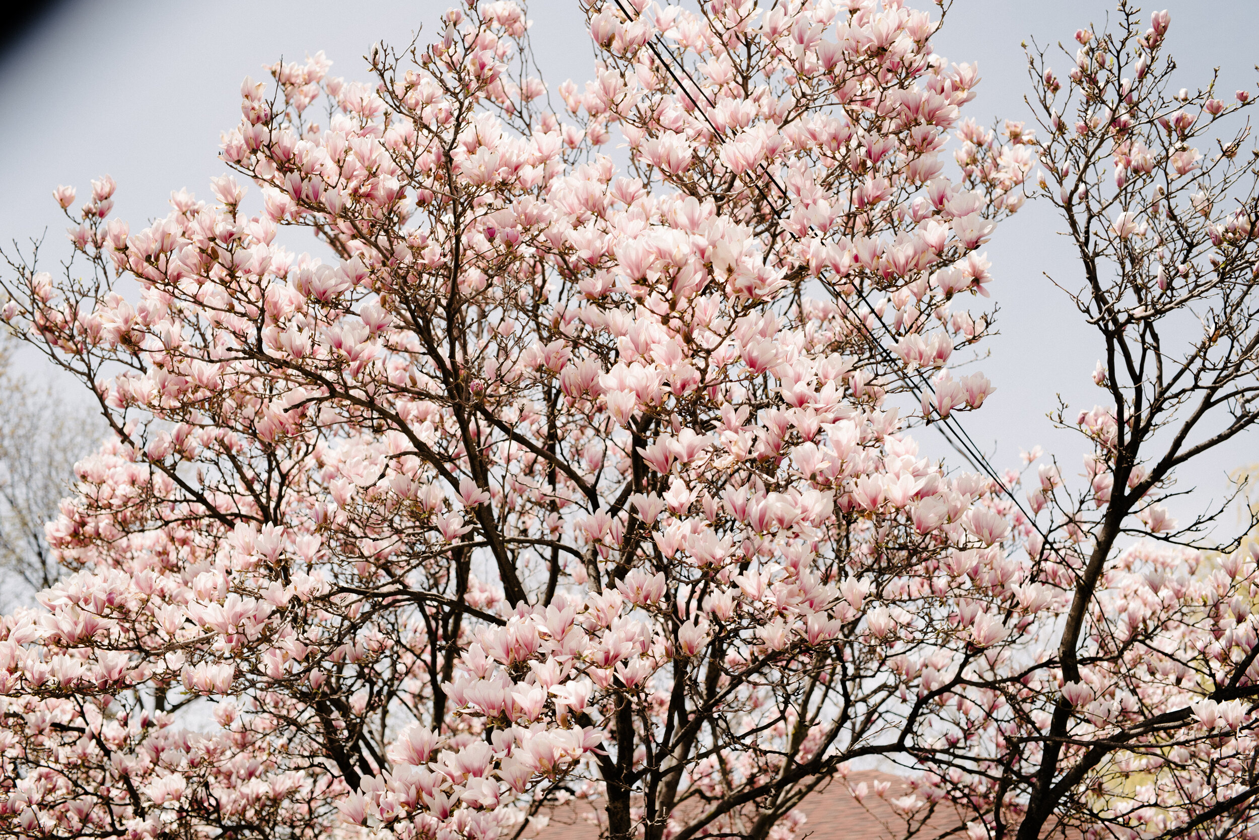 20200517_photo-magnolia-en-fleurs-boulevard-gouin-photographe-lifestyle-documentaire-de-famille-a-montreal-004.jpg