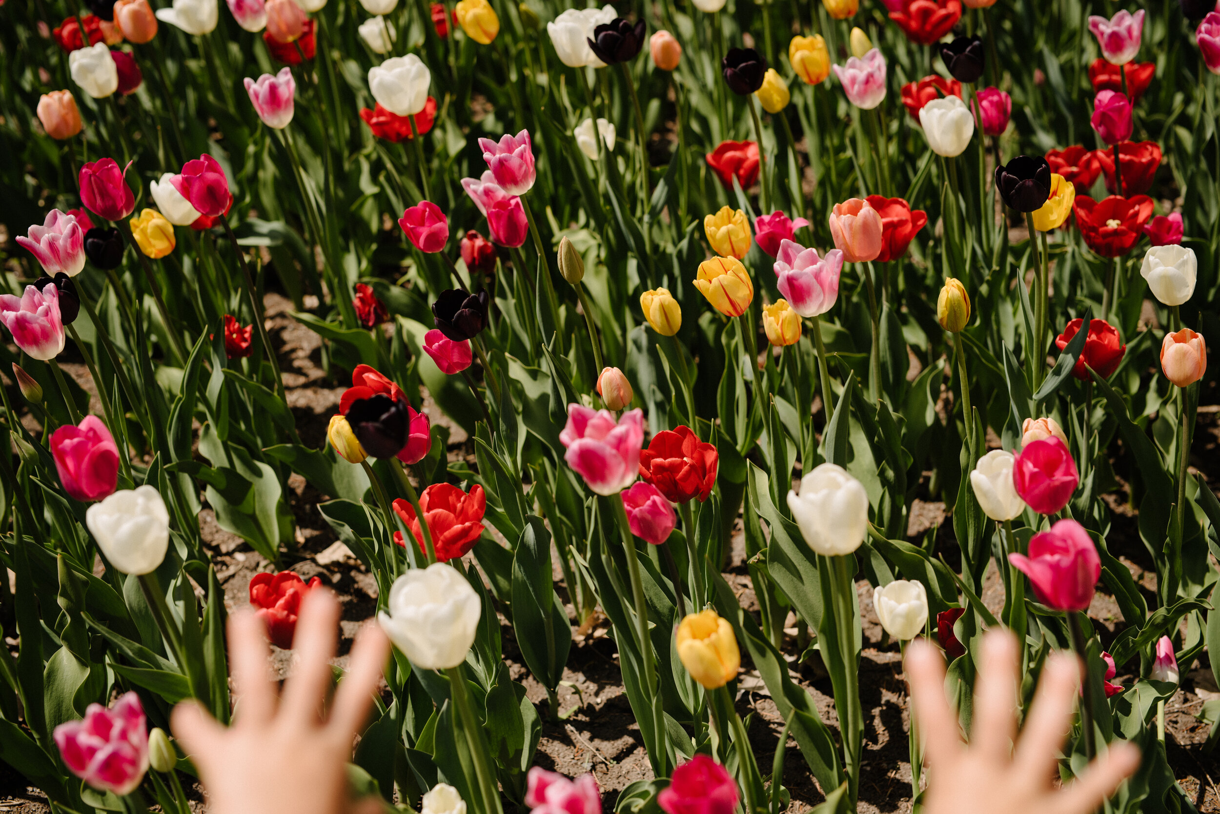 20200519_photo-un-fils-et-sa-mere-admirent-les-tulipes-du-jardin-botanique-photographe-lifestyle-documentaire-de-famille-a-montreal-006.jpg