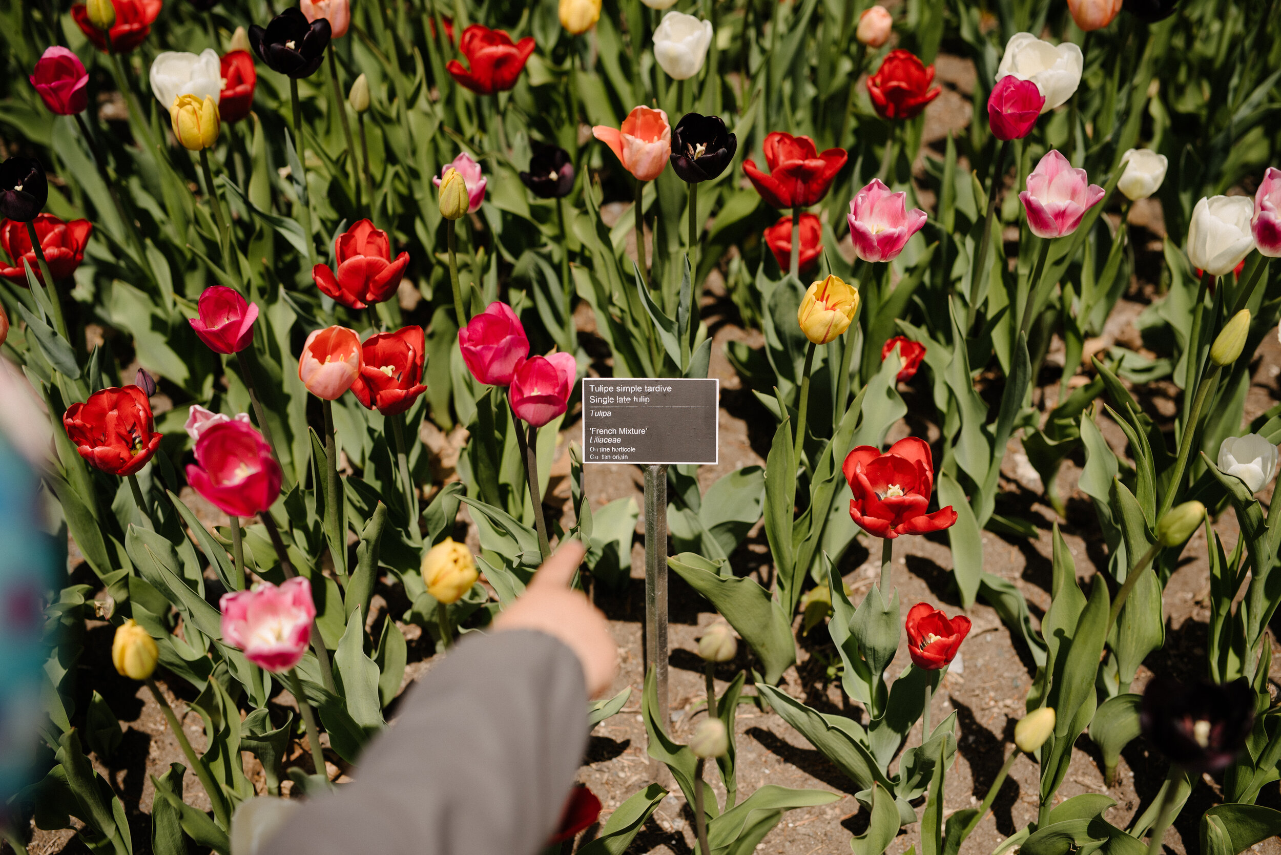 20200519_photo-un-fils-et-sa-mere-admirent-les-tulipes-du-jardin-botanique-photographe-lifestyle-documentaire-de-famille-a-montreal-007.jpg