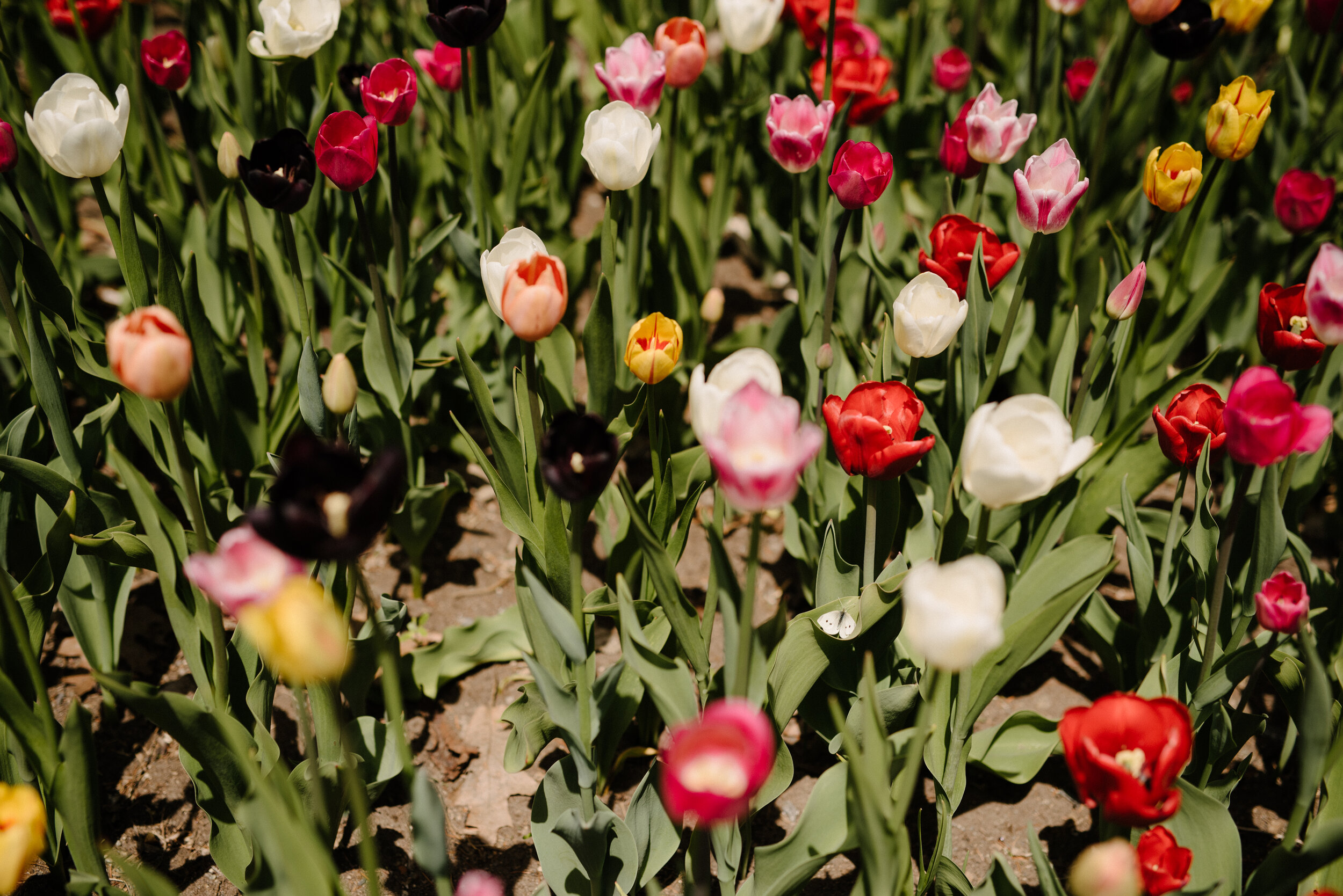 20200519_photo-un-fils-et-sa-mere-admirent-les-tulipes-du-jardin-botanique-photographe-lifestyle-documentaire-de-famille-a-montreal-008.jpg